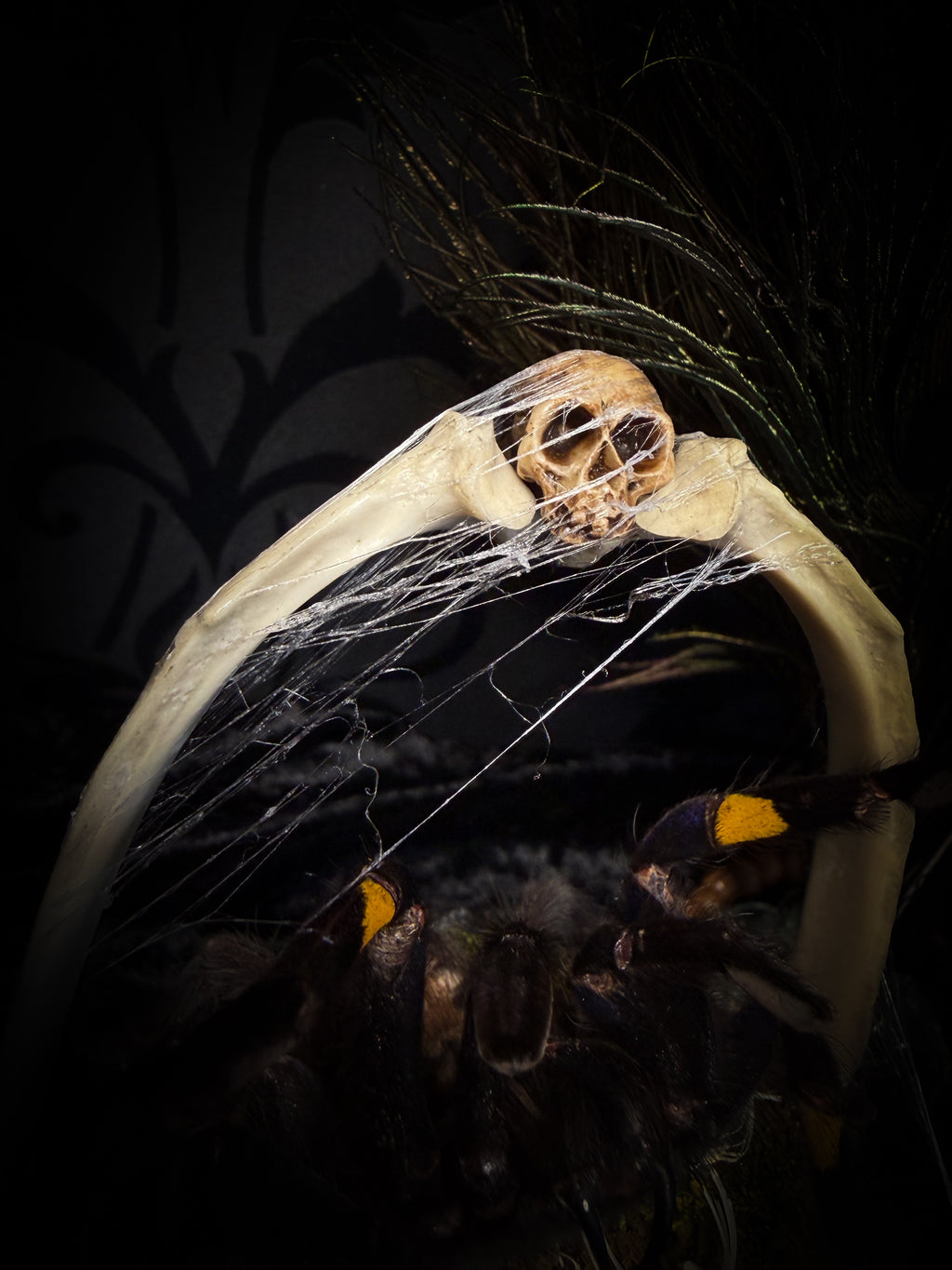 Vashti — handmade glass dome with real Poecilotheria metallica tarantula, deer rib arch, ornamented skulls and cobweb by Morbid Oddities