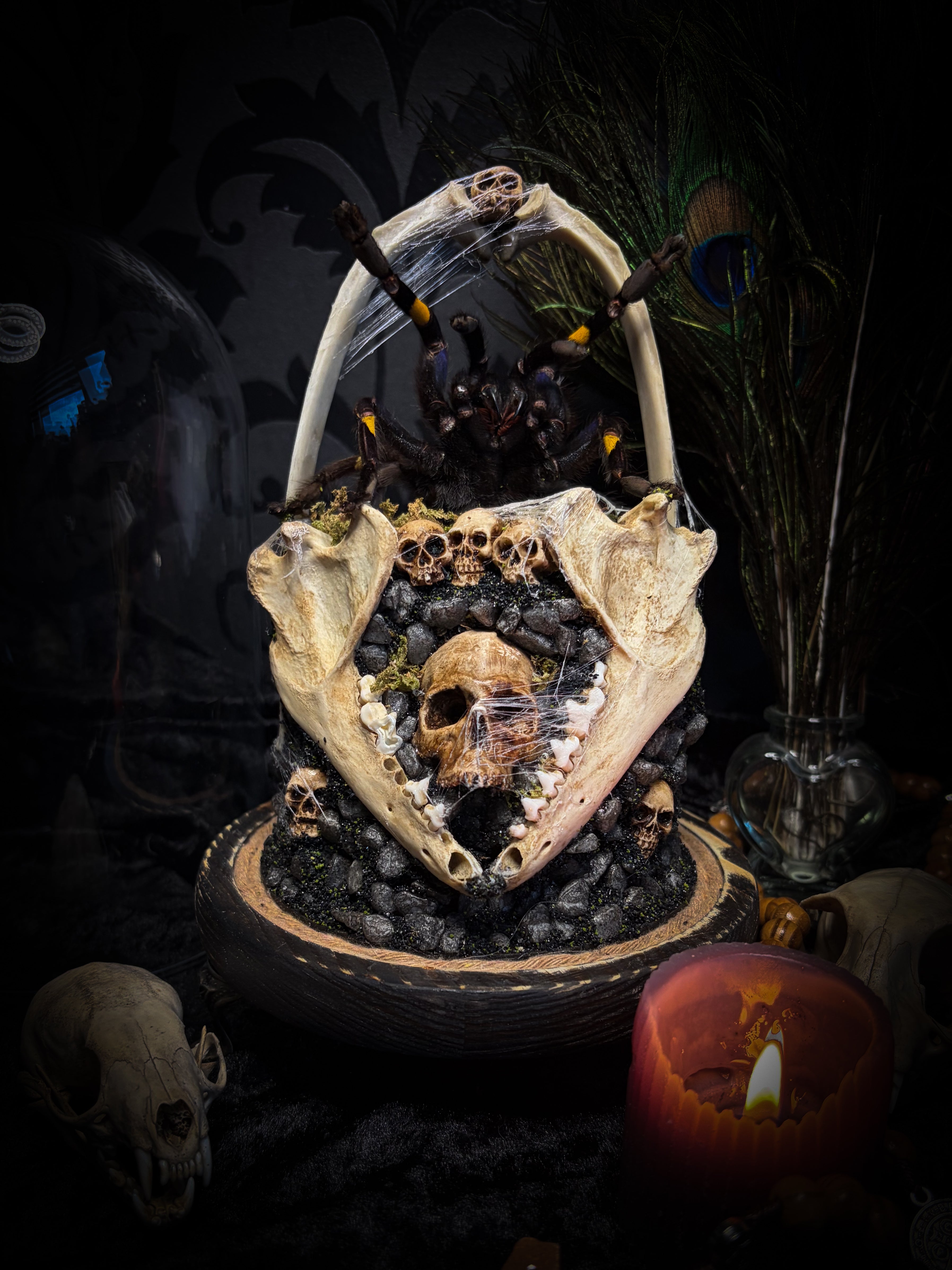 Vashti — handmade glass dome with real Poecilotheria metallica tarantula, deer rib arch, ornamented skulls and cobweb by Morbid Oddities