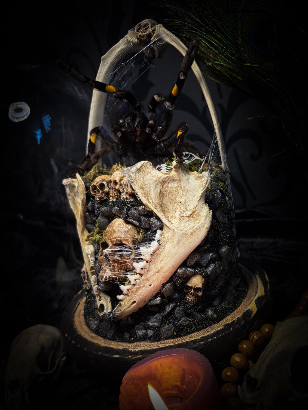 Vashti — handmade glass dome with real Poecilotheria metallica tarantula, deer rib arch, ornamented skulls and cobweb by Morbid Oddities