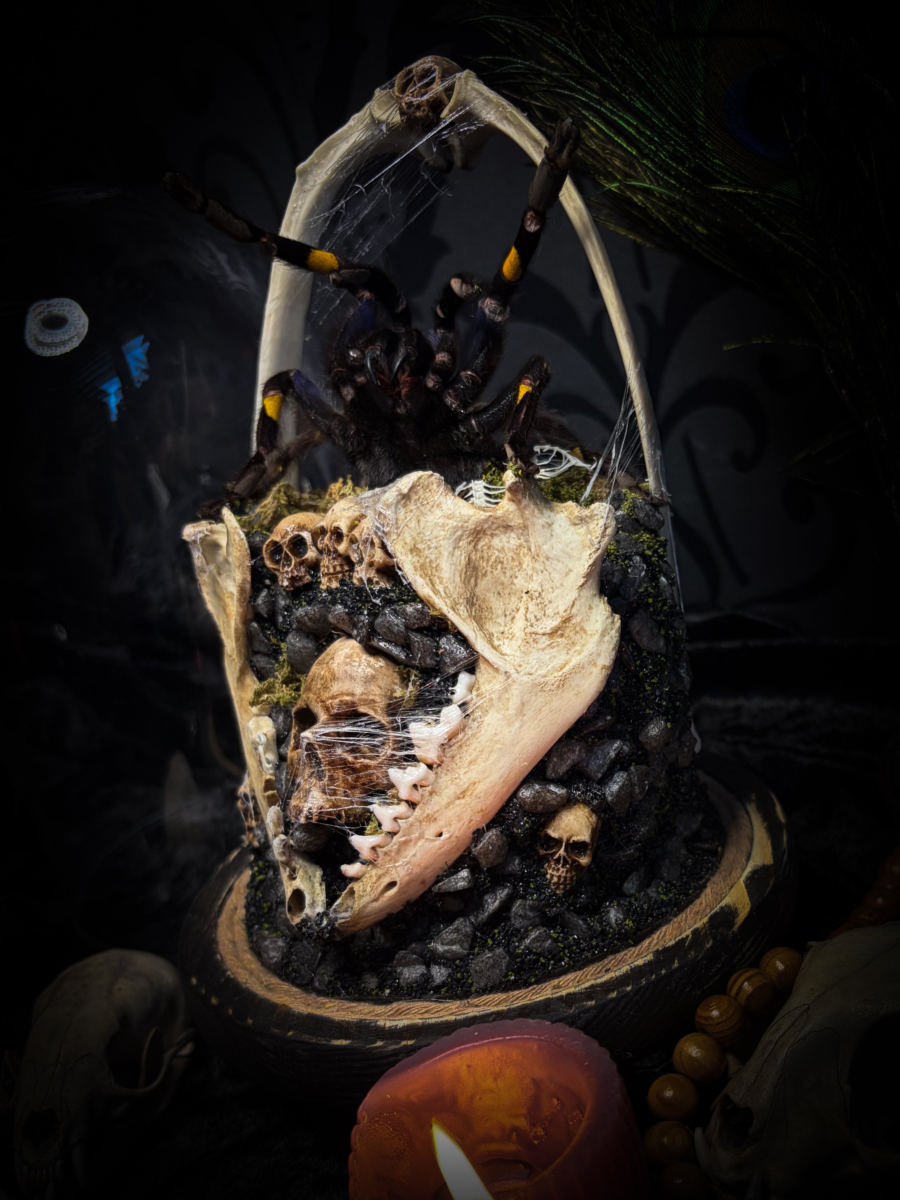 Vashti — handmade glass dome with real Poecilotheria metallica tarantula, deer rib arch, ornamented skulls and cobweb by Morbid Oddities