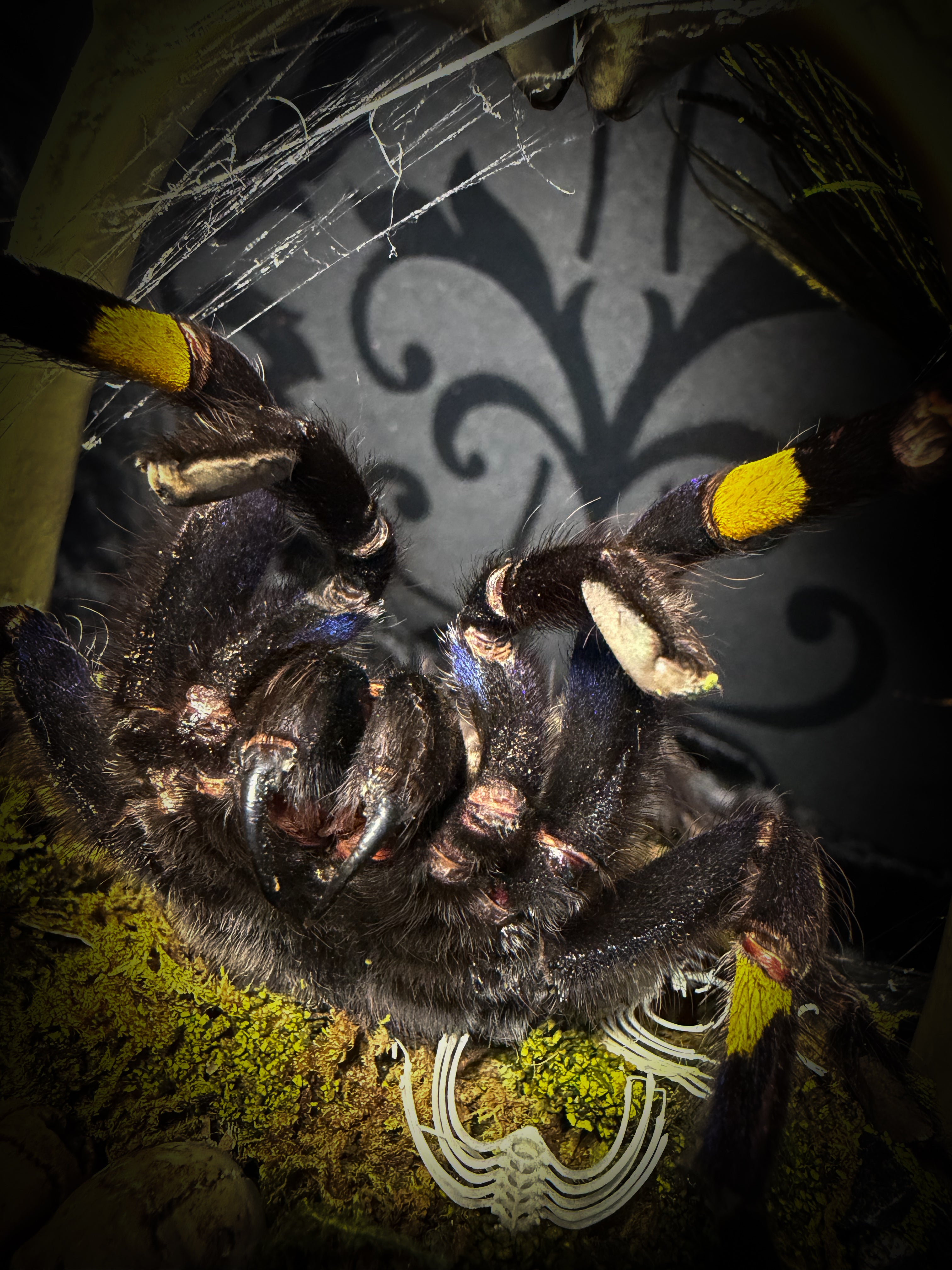 Vashti — handmade glass dome with real Poecilotheria metallica tarantula, deer rib arch, ornamented skulls and cobweb by Morbid Oddities