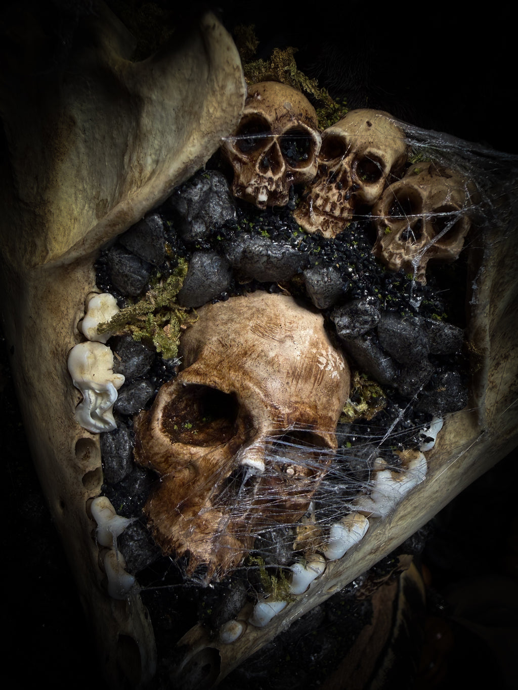 Vashti — handmade glass dome with real Poecilotheria metallica tarantula, deer rib arch, ornamented skulls and cobweb by Morbid Oddities