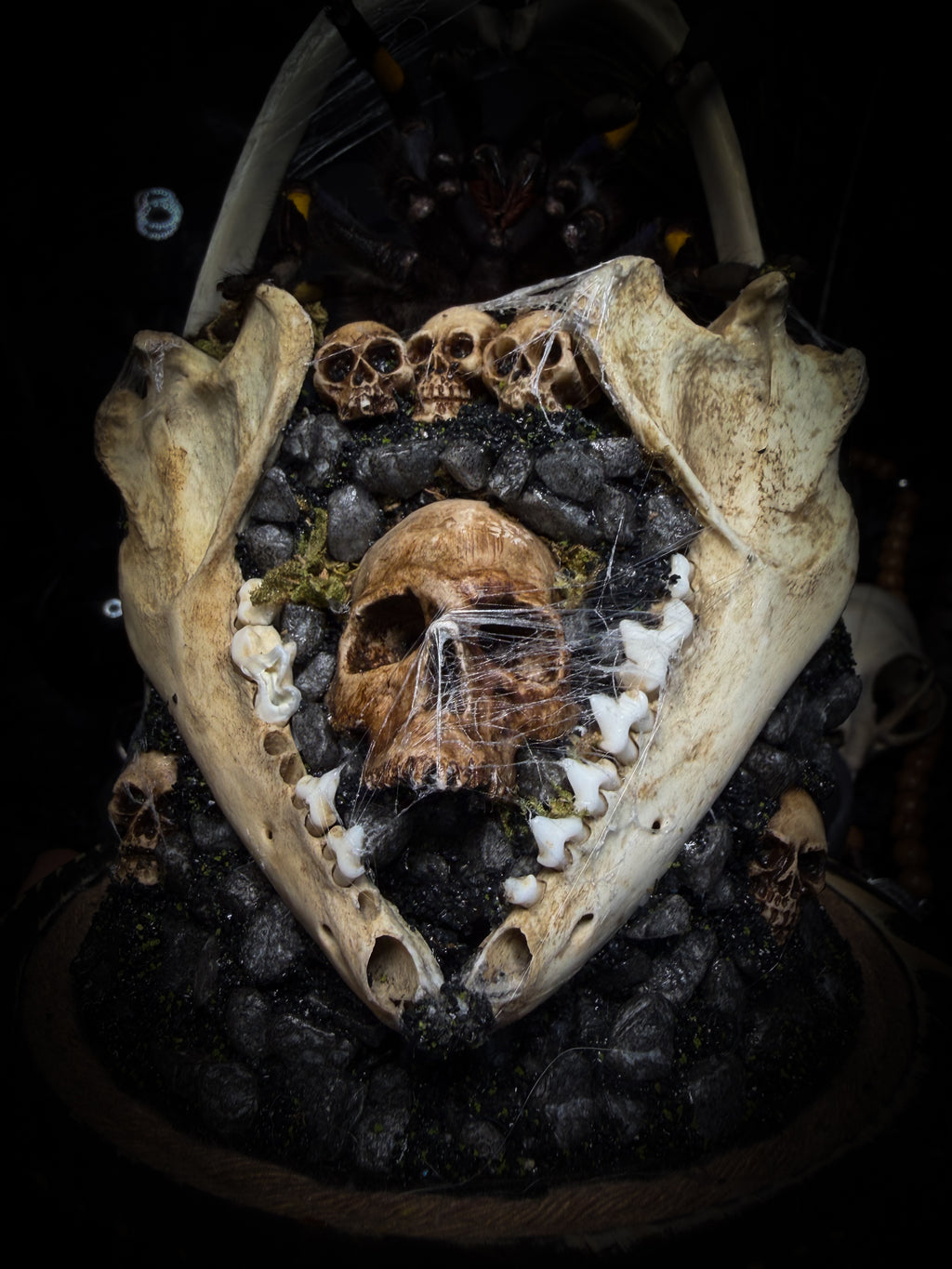 Vashti — handmade glass dome with real Poecilotheria metallica tarantula, deer rib arch, ornamented skulls and cobweb by Morbid Oddities