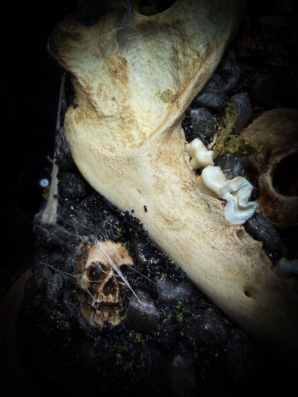 Vashti — handmade glass dome with real Poecilotheria metallica tarantula, deer rib arch, ornamented skulls and cobweb by Morbid Oddities