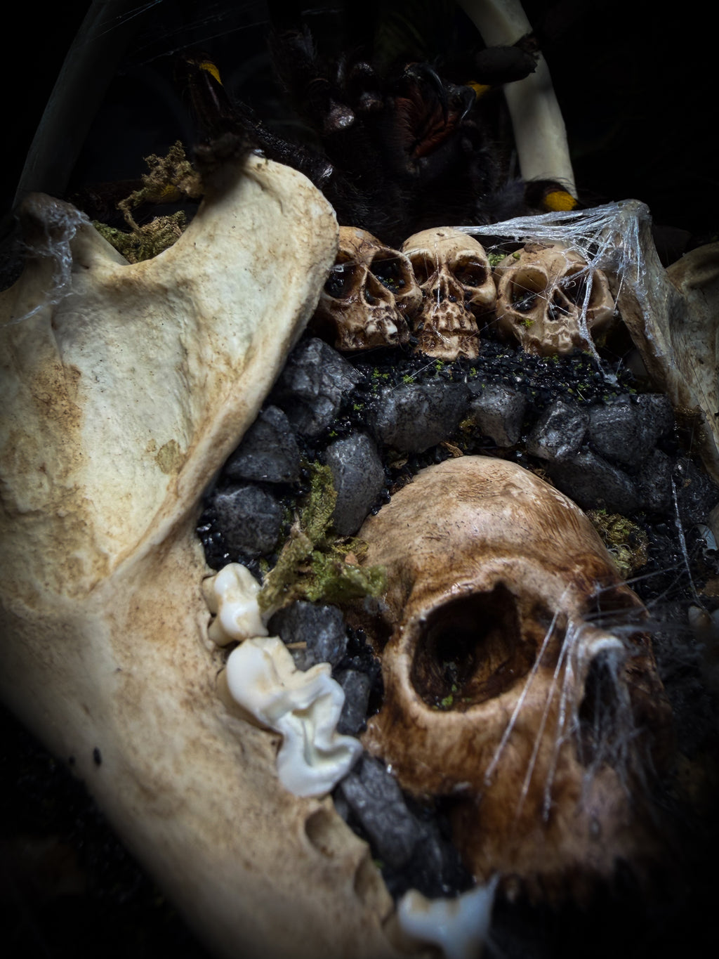 Vashti — handmade glass dome with real Poecilotheria metallica tarantula, deer rib arch, ornamented skulls and cobweb by Morbid Oddities