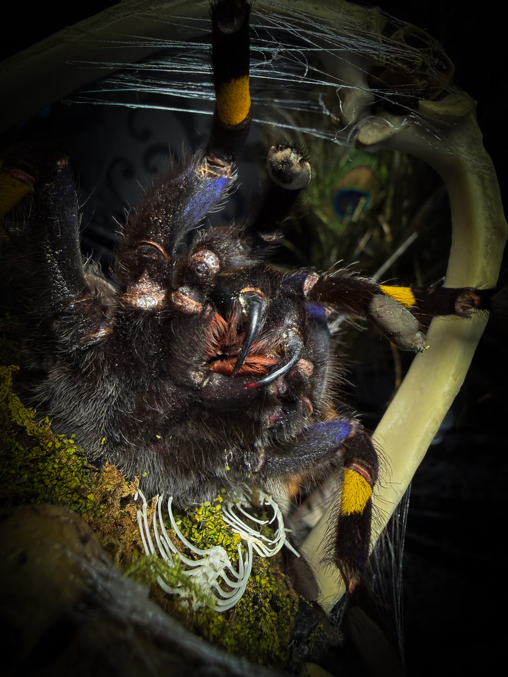Vashti — handmade glass dome with real Poecilotheria metallica tarantula, deer rib arch, ornamented skulls and cobweb by Morbid Oddities