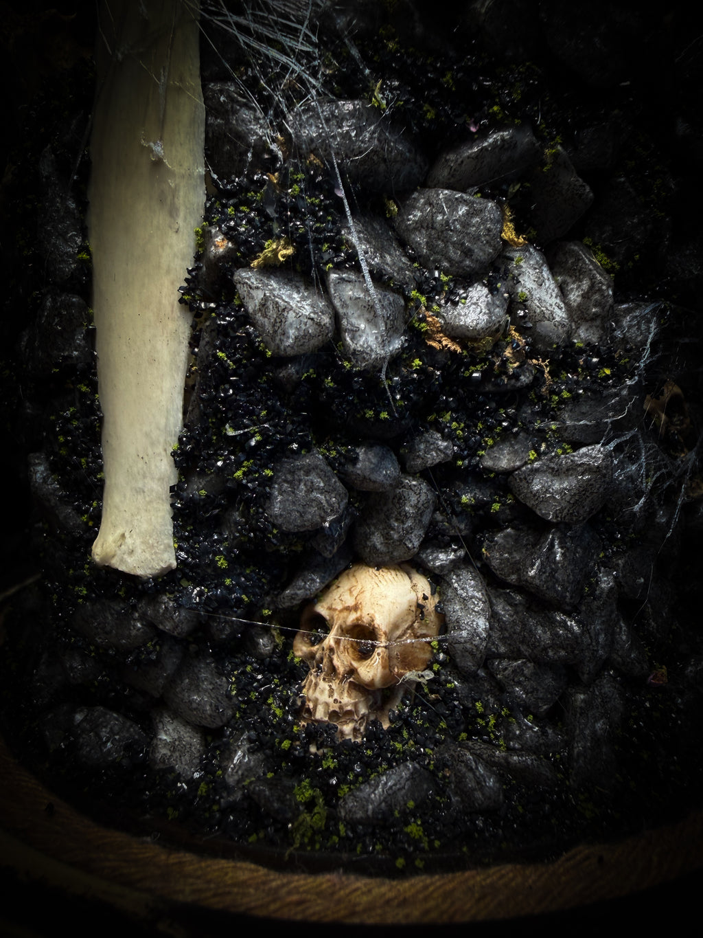 Vashti — handmade glass dome with real Poecilotheria metallica tarantula, deer rib arch, ornamented skulls and cobweb by Morbid Oddities