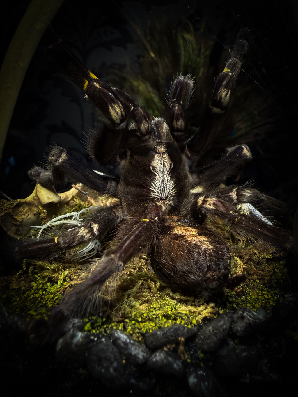 Vashti — handmade glass dome with real Poecilotheria metallica tarantula, deer rib arch, ornamented skulls and cobweb by Morbid Oddities