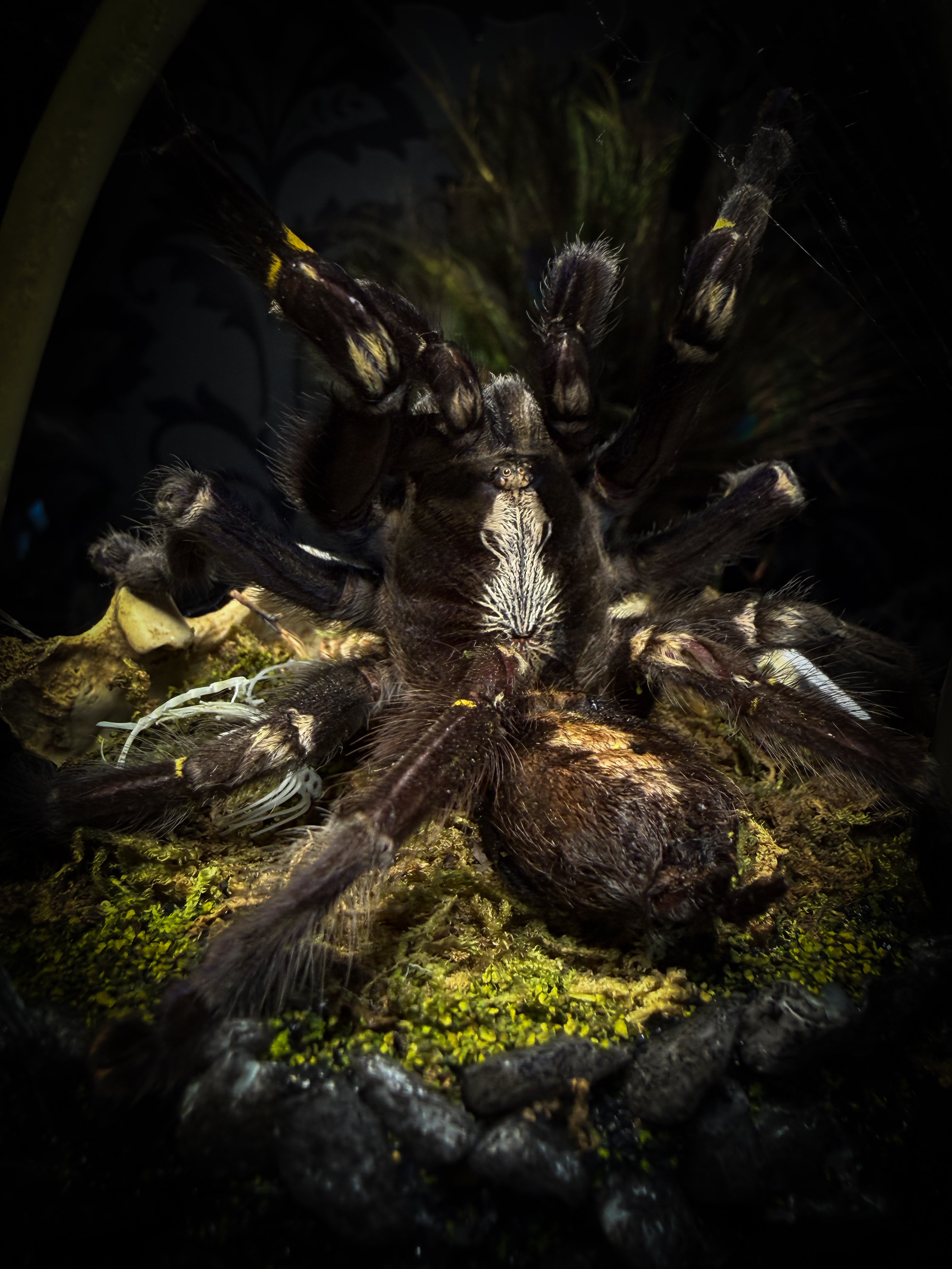 Vashti — handmade glass dome with real Poecilotheria metallica tarantula, deer rib arch, ornamented skulls and cobweb by Morbid Oddities