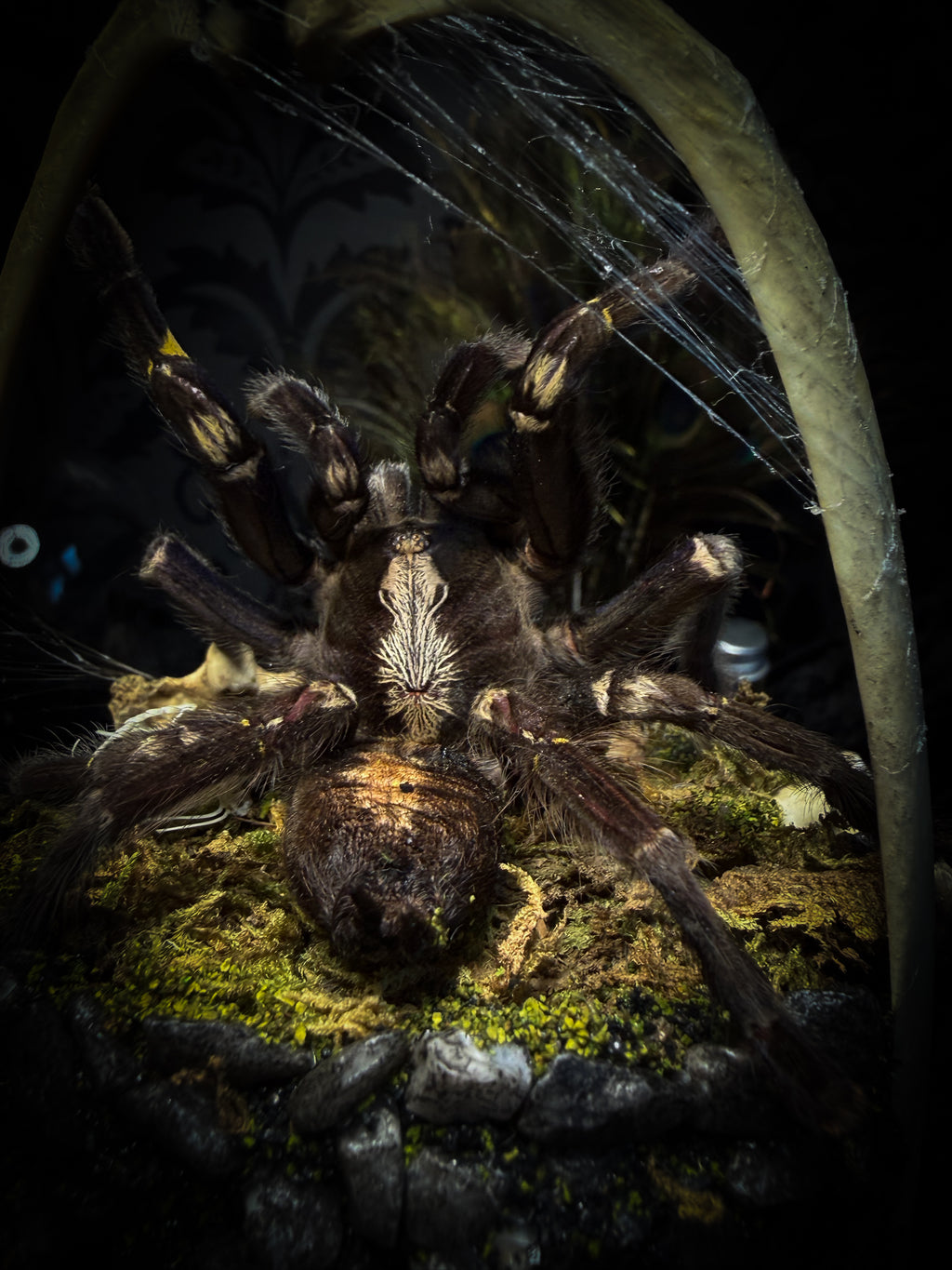 Vashti — handmade glass dome with real Poecilotheria metallica tarantula, deer rib arch, ornamented skulls and cobweb by Morbid Oddities