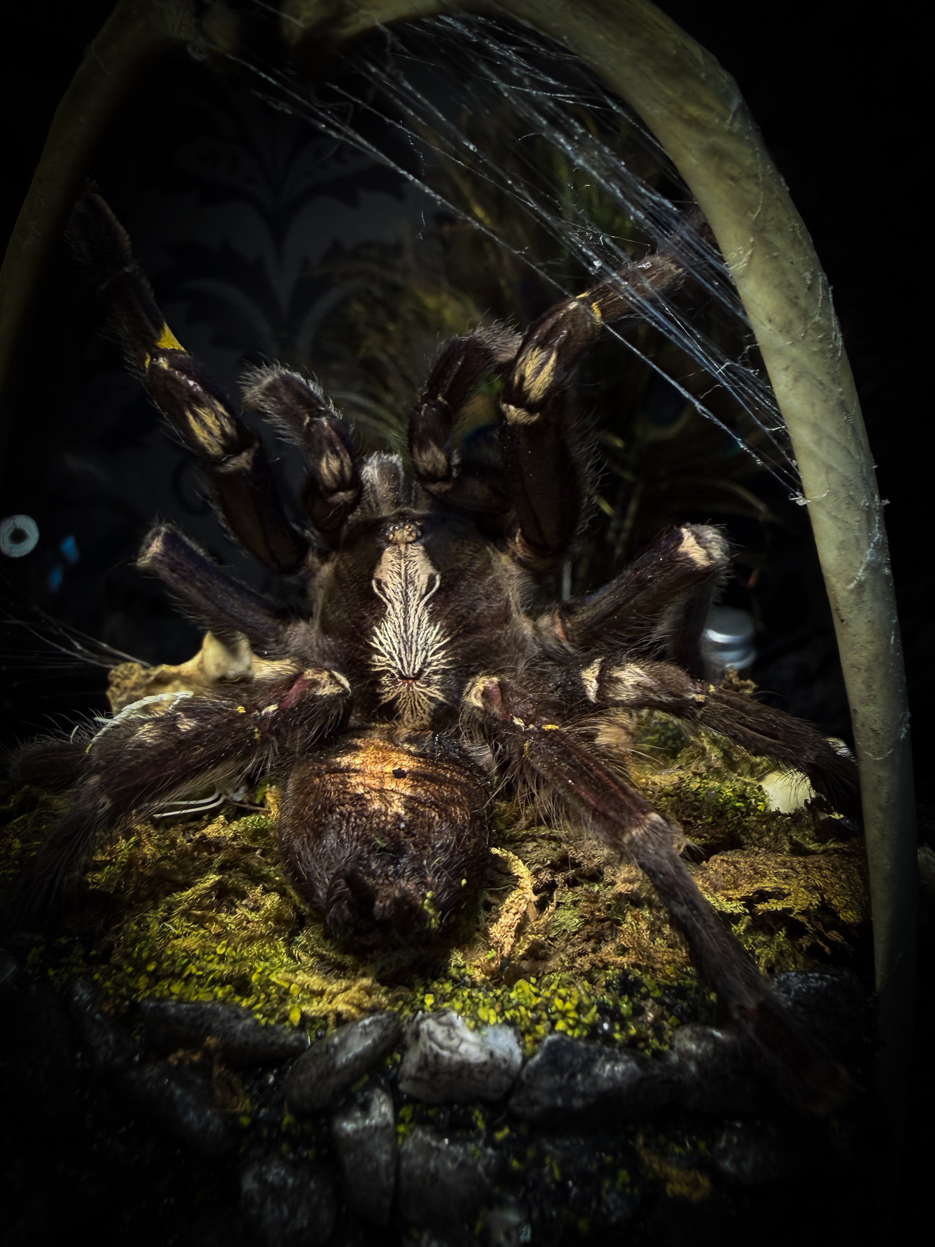 Vashti — handmade glass dome with real Poecilotheria metallica tarantula, deer rib arch, ornamented skulls and cobweb by Morbid Oddities