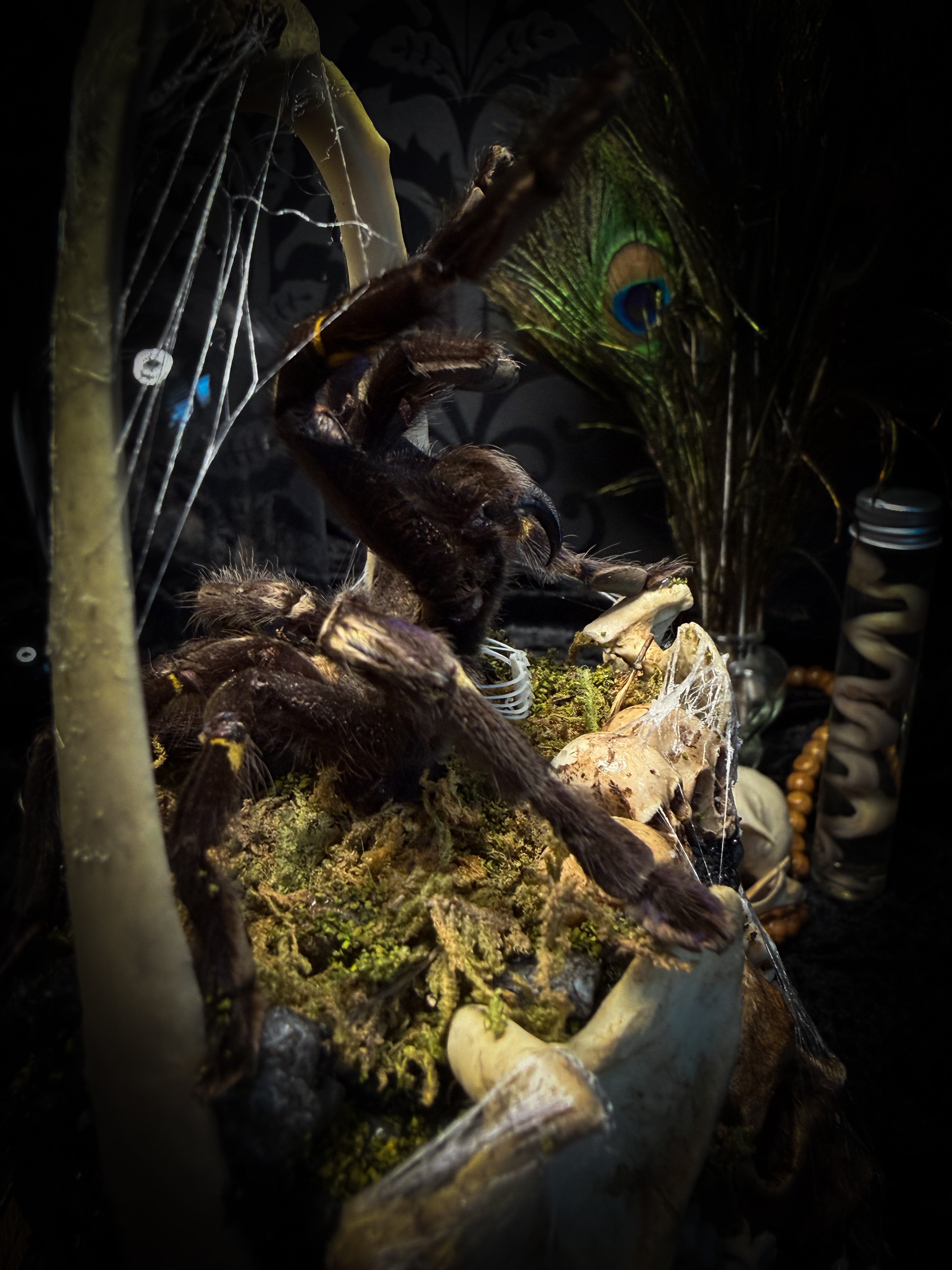 Vashti — handmade glass dome with real Poecilotheria metallica tarantula, deer rib arch, ornamented skulls and cobweb by Morbid Oddities