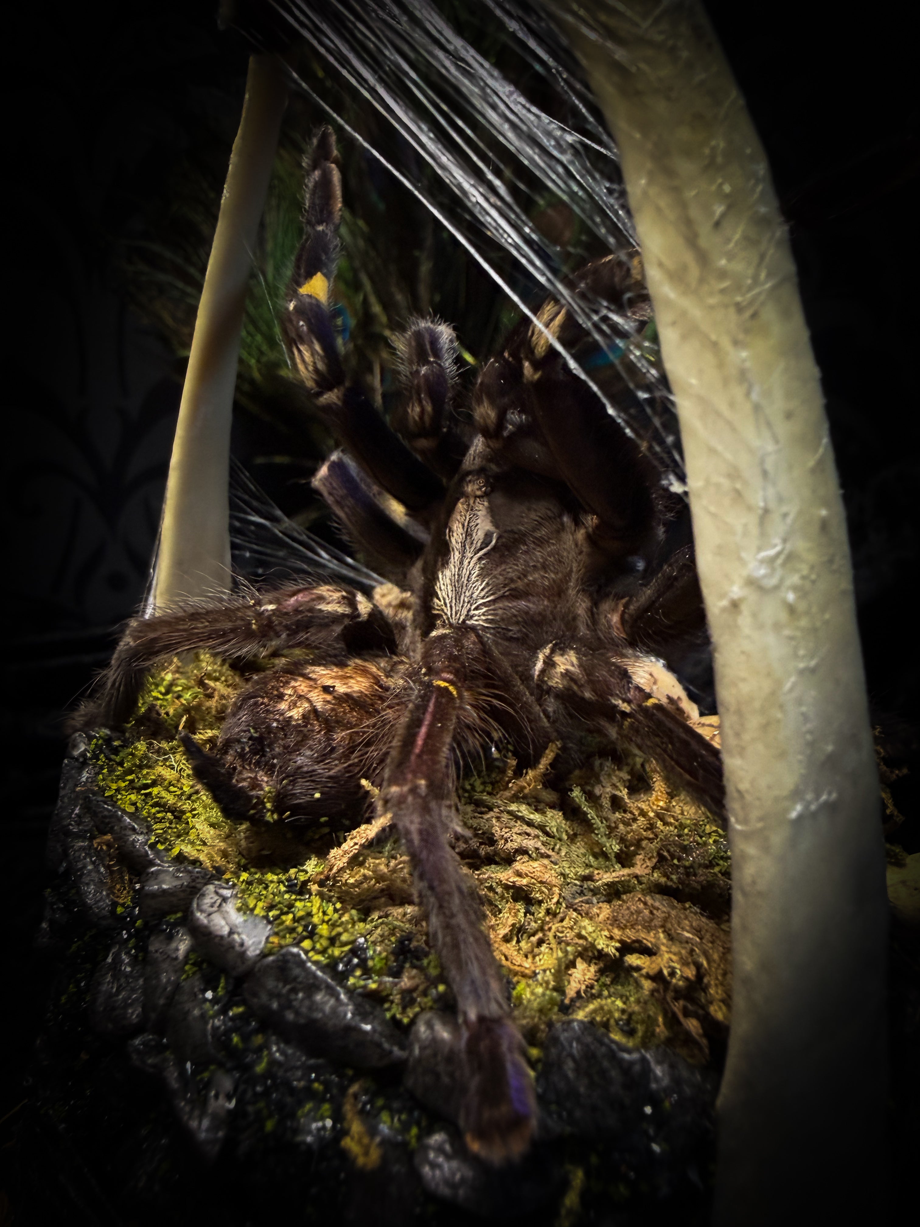 Vashti — handmade glass dome with real Poecilotheria metallica tarantula, deer rib arch, ornamented skulls and cobweb by Morbid Oddities
