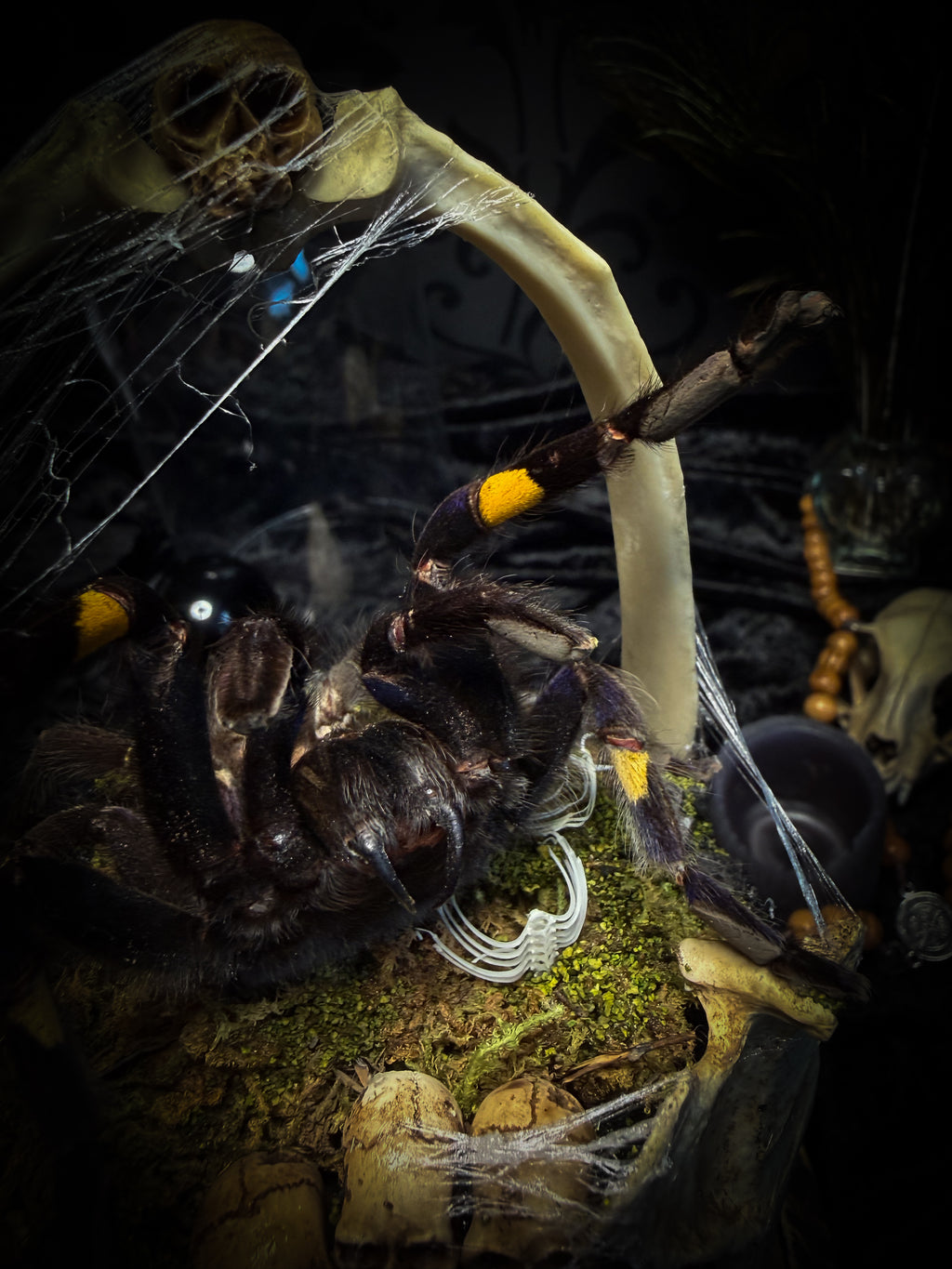 Vashti — handmade glass dome with real Poecilotheria metallica tarantula, deer rib arch, ornamented skulls and cobweb by Morbid Oddities