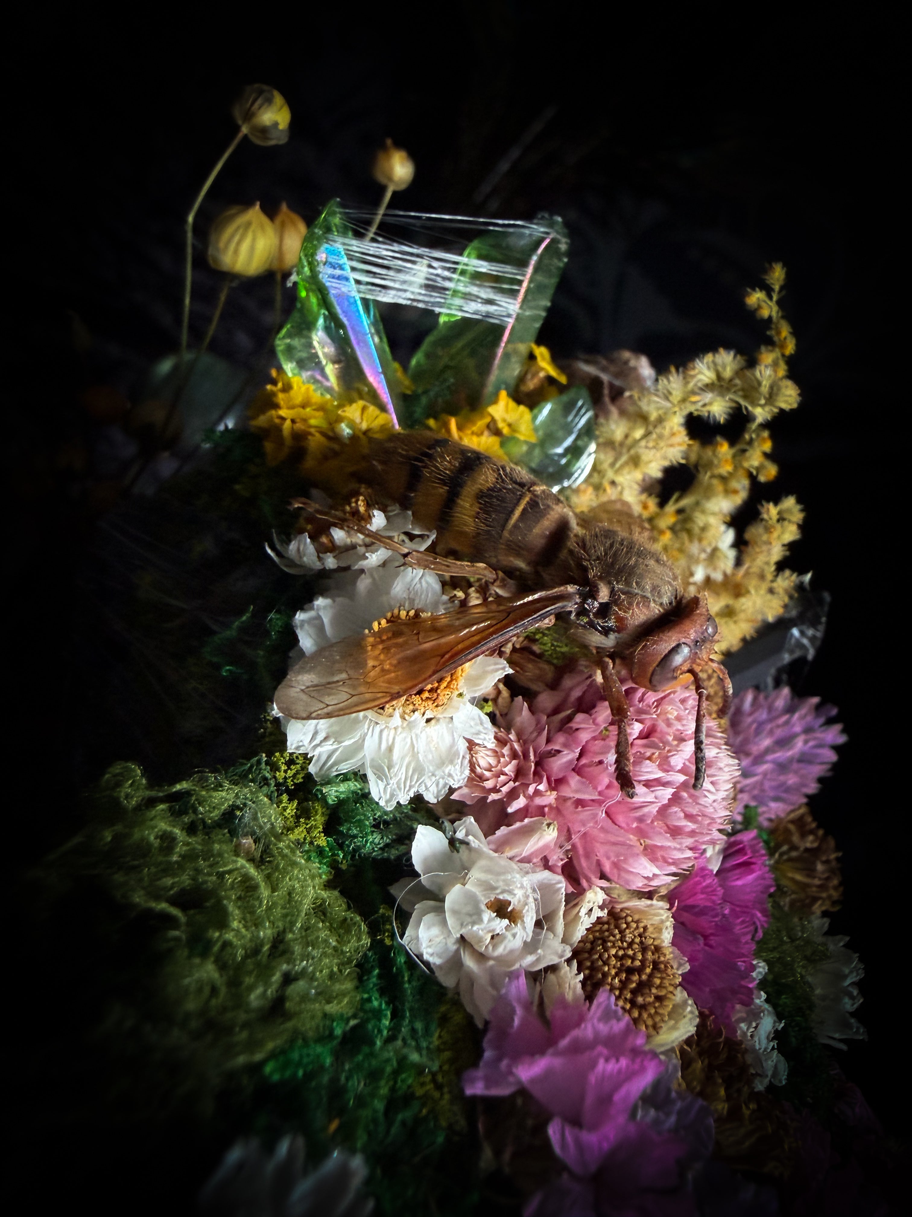 Serenity | Collector's Work