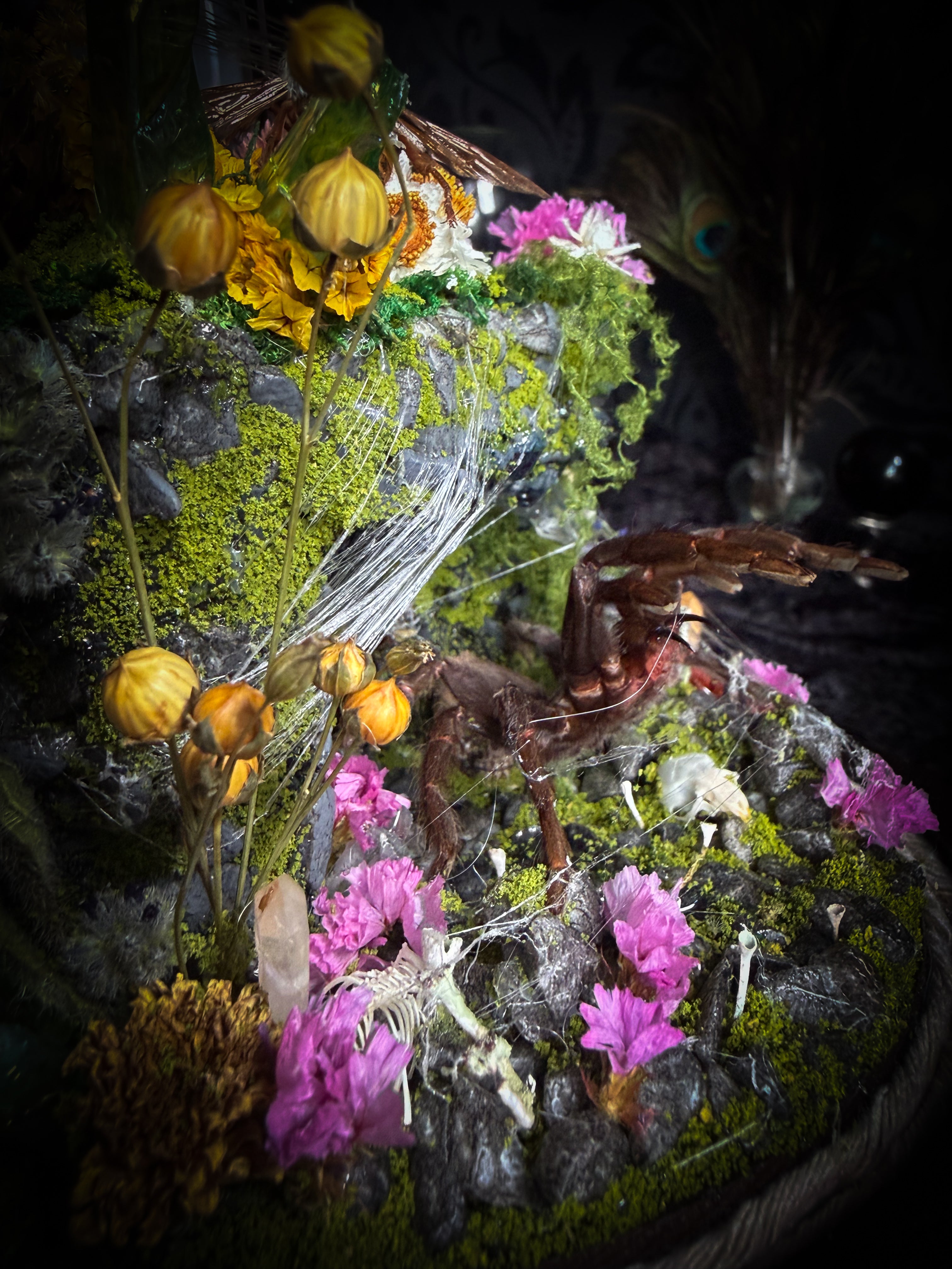 Serenity | Collector's Work