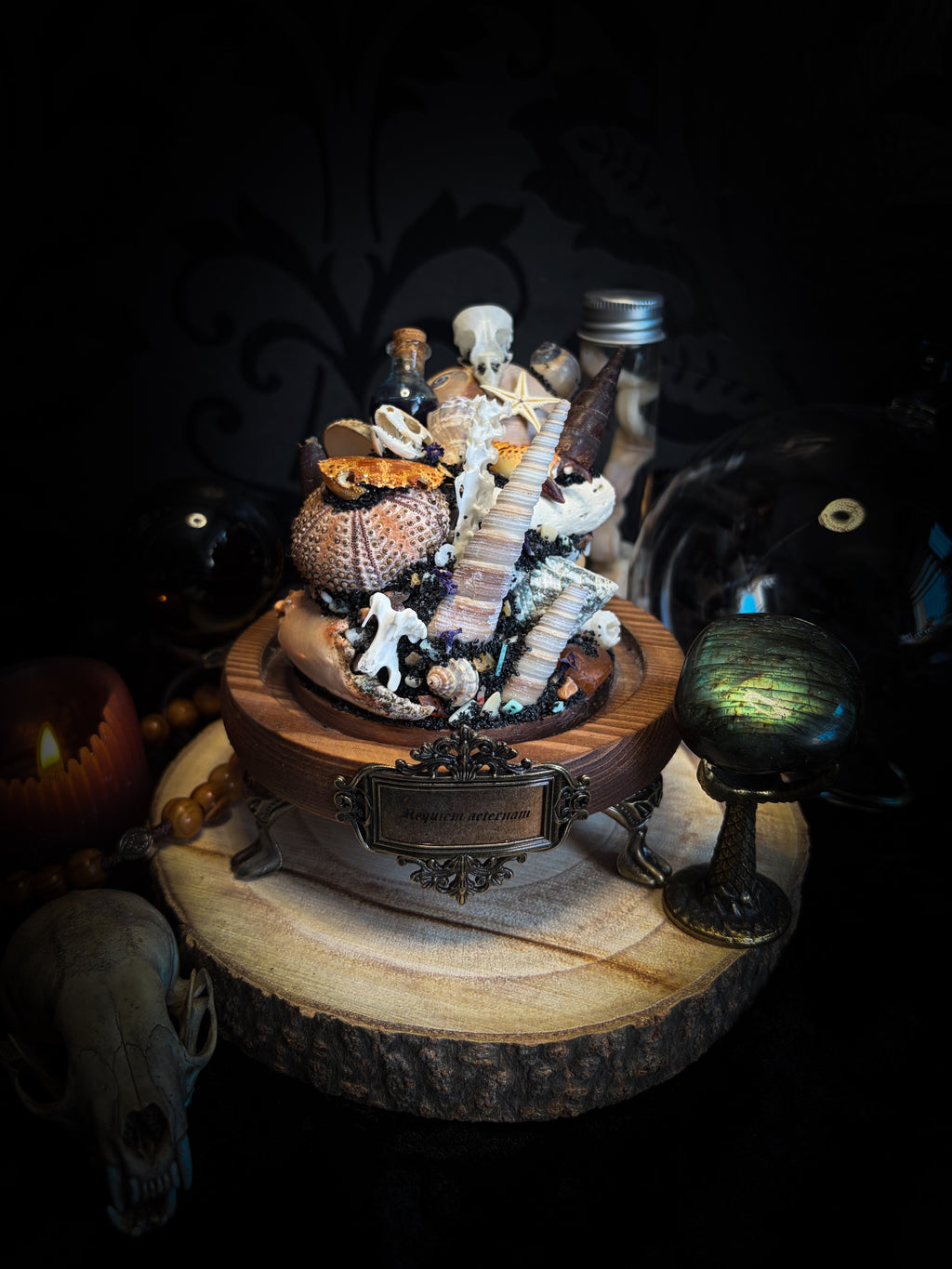 Mare Obscurum handcrafted gothic reliquary dome with sea specimens, bird skull and shells — dark decor by Morbid Oddities