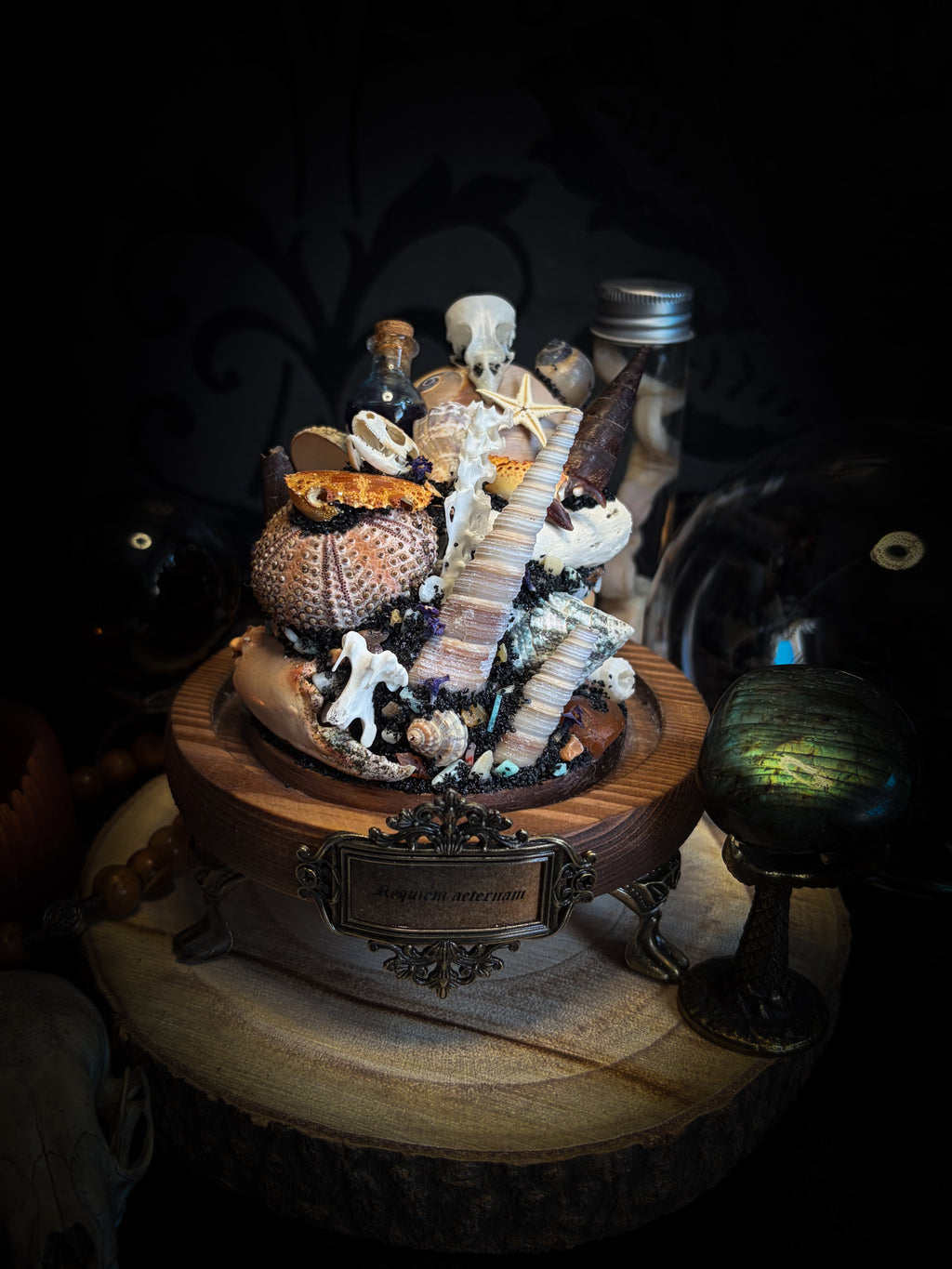 Mare Obscurum — handcrafted gothic sea reliquary dome with rare violet sea urchin, bird skull and shells — dark decor by Morbid Oddities