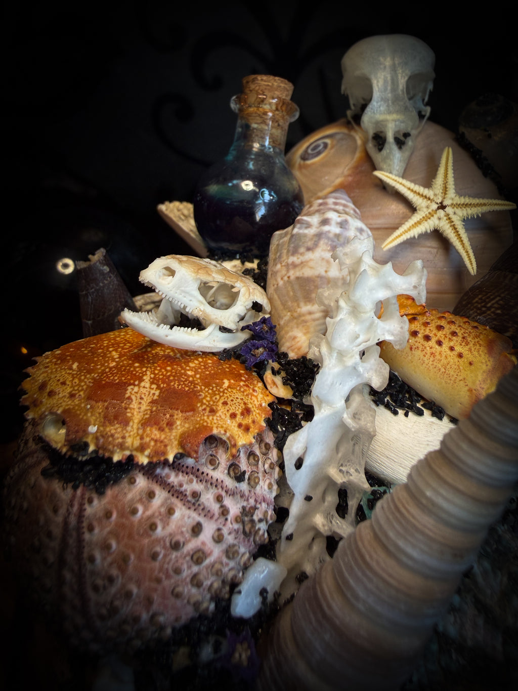 Mare Obscurum — handcrafted gothic sea reliquary dome with rare violet sea urchin, bird skull and shells — dark decor by Morbid Oddities