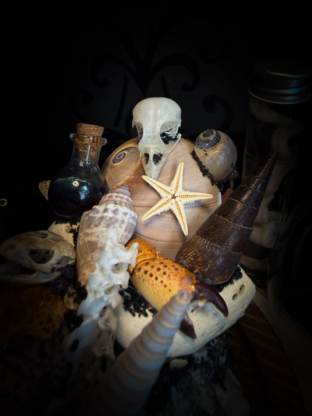 Mare Obscurum — handcrafted gothic sea reliquary dome with rare violet sea urchin, bird skull and shells — dark decor by Morbid Oddities