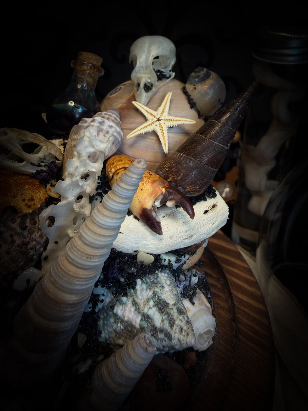 Mare Obscurum — handcrafted gothic sea reliquary dome with rare violet sea urchin, bird skull and shells — dark decor by Morbid Oddities
