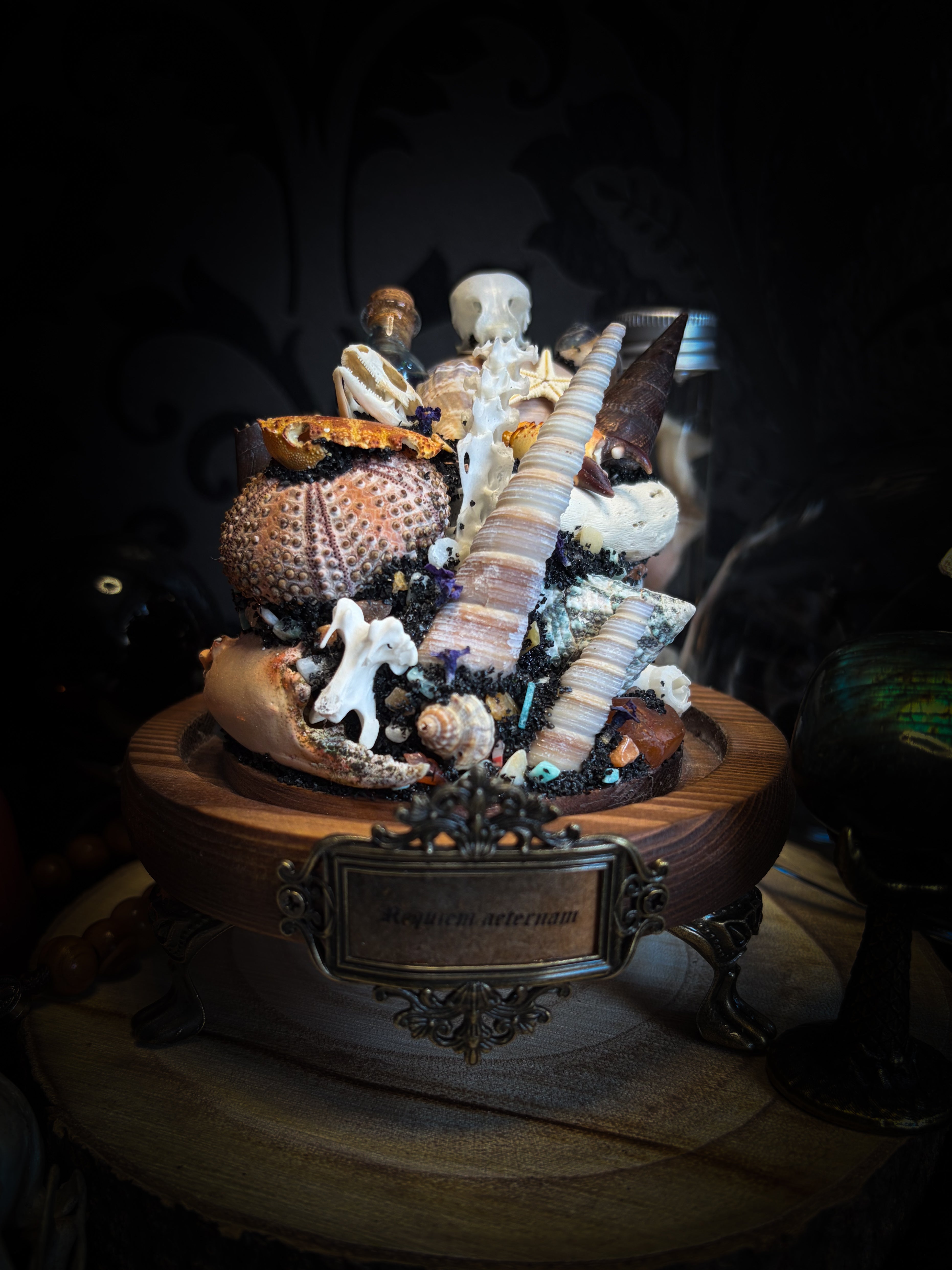 Mare Obscurum — handcrafted gothic sea reliquary dome with rare violet sea urchin, bird skull and shells — dark decor by Morbid Oddities