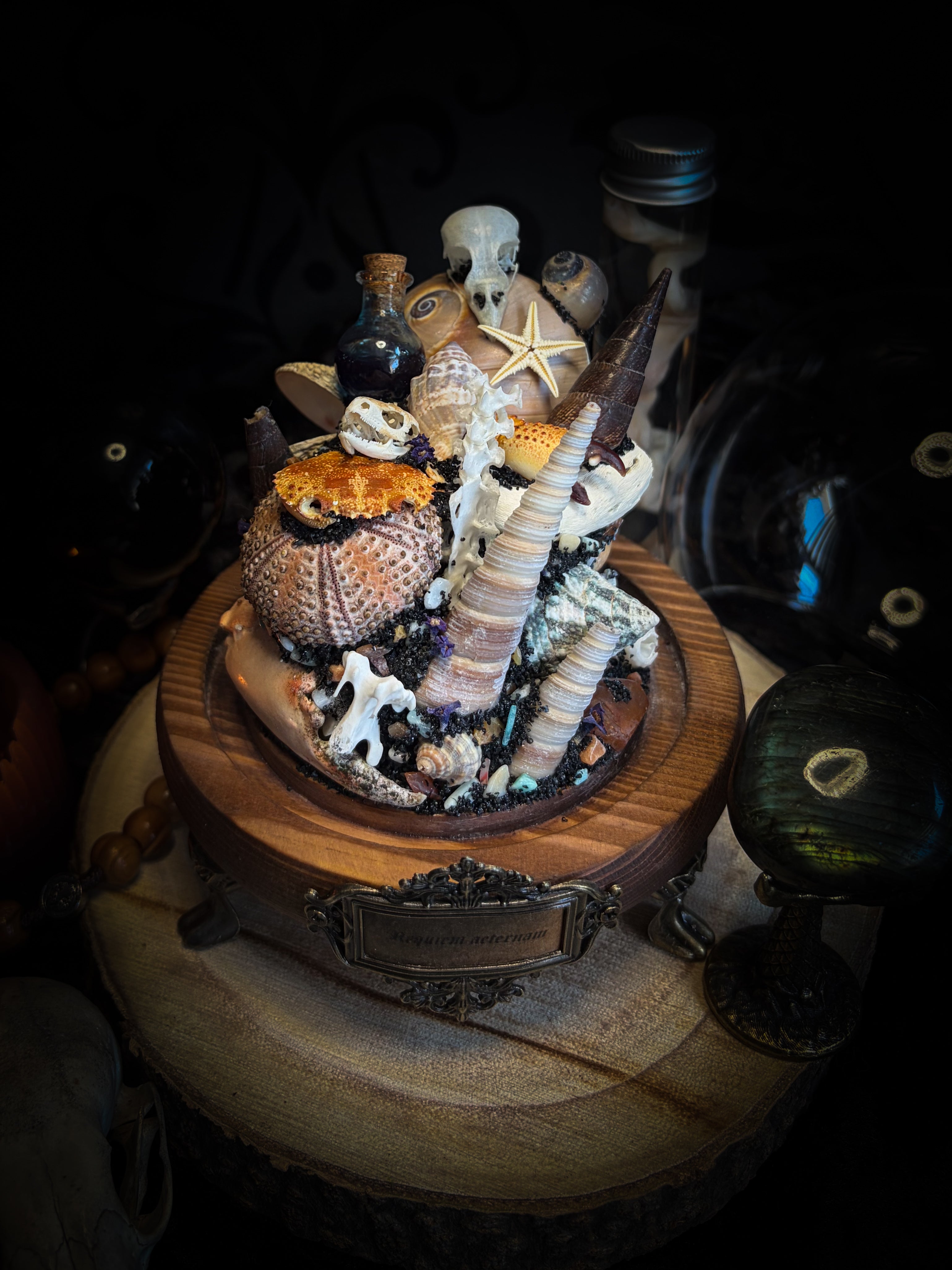 Mare Obscurum — handcrafted gothic sea reliquary dome with rare violet sea urchin, bird skull and shells — dark decor by Morbid Oddities