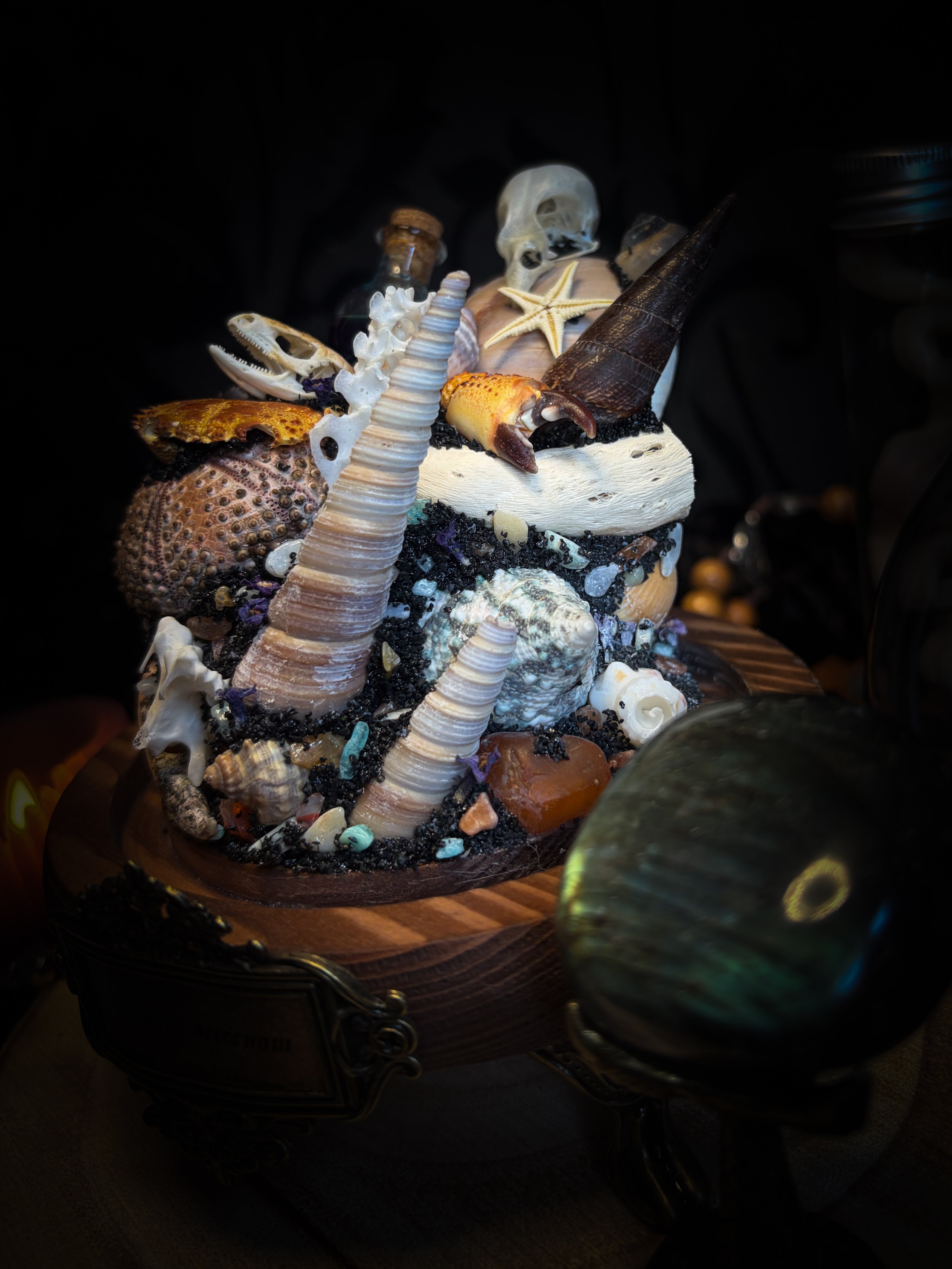 Mare Obscurum — handcrafted gothic sea reliquary dome with rare violet sea urchin, bird skull and shells — dark decor by Morbid Oddities
