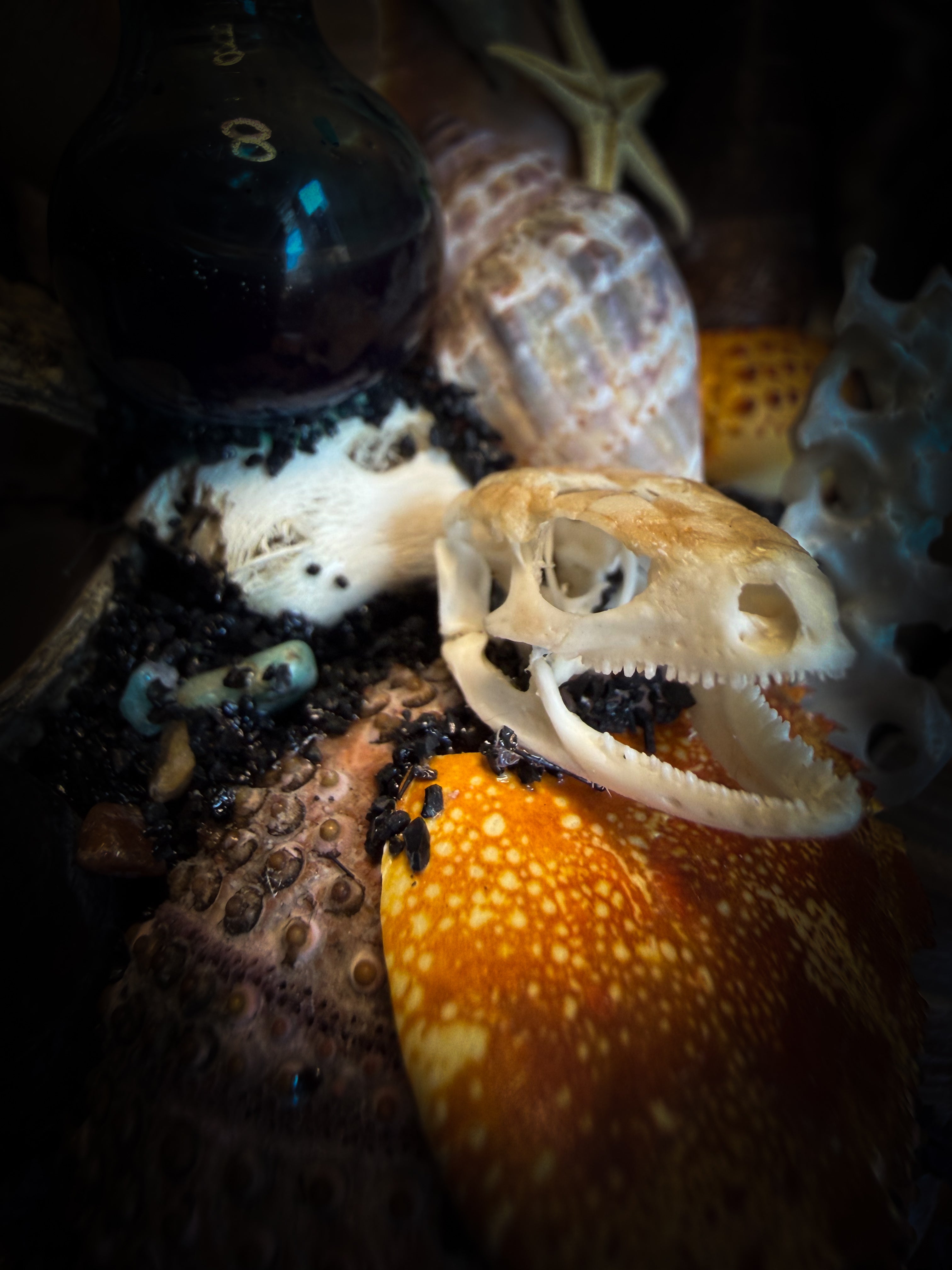 Mare Obscurum — handcrafted gothic sea reliquary dome with rare violet sea urchin, bird skull and shells — dark decor by Morbid Oddities