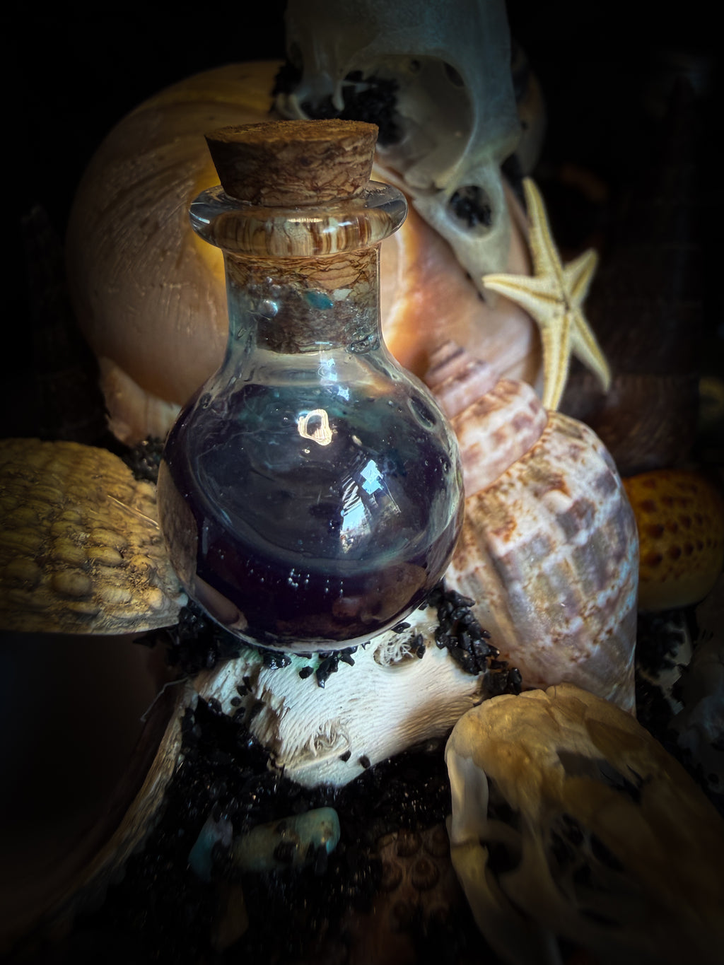 Mare Obscurum — handcrafted gothic sea reliquary dome with rare violet sea urchin, bird skull and shells — dark decor by Morbid Oddities