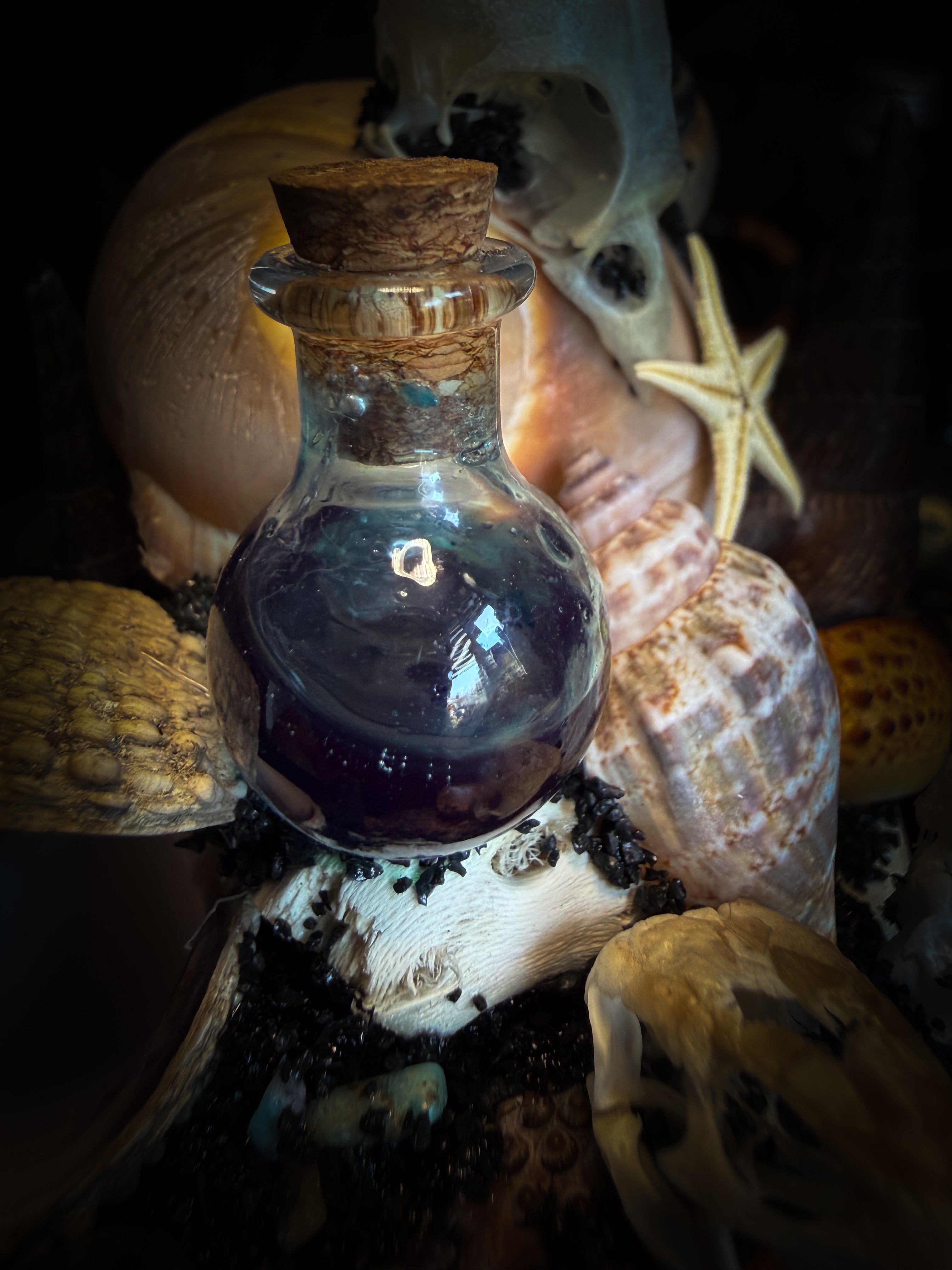 Mare Obscurum — handcrafted gothic sea reliquary dome with rare violet sea urchin, bird skull and shells — dark decor by Morbid Oddities