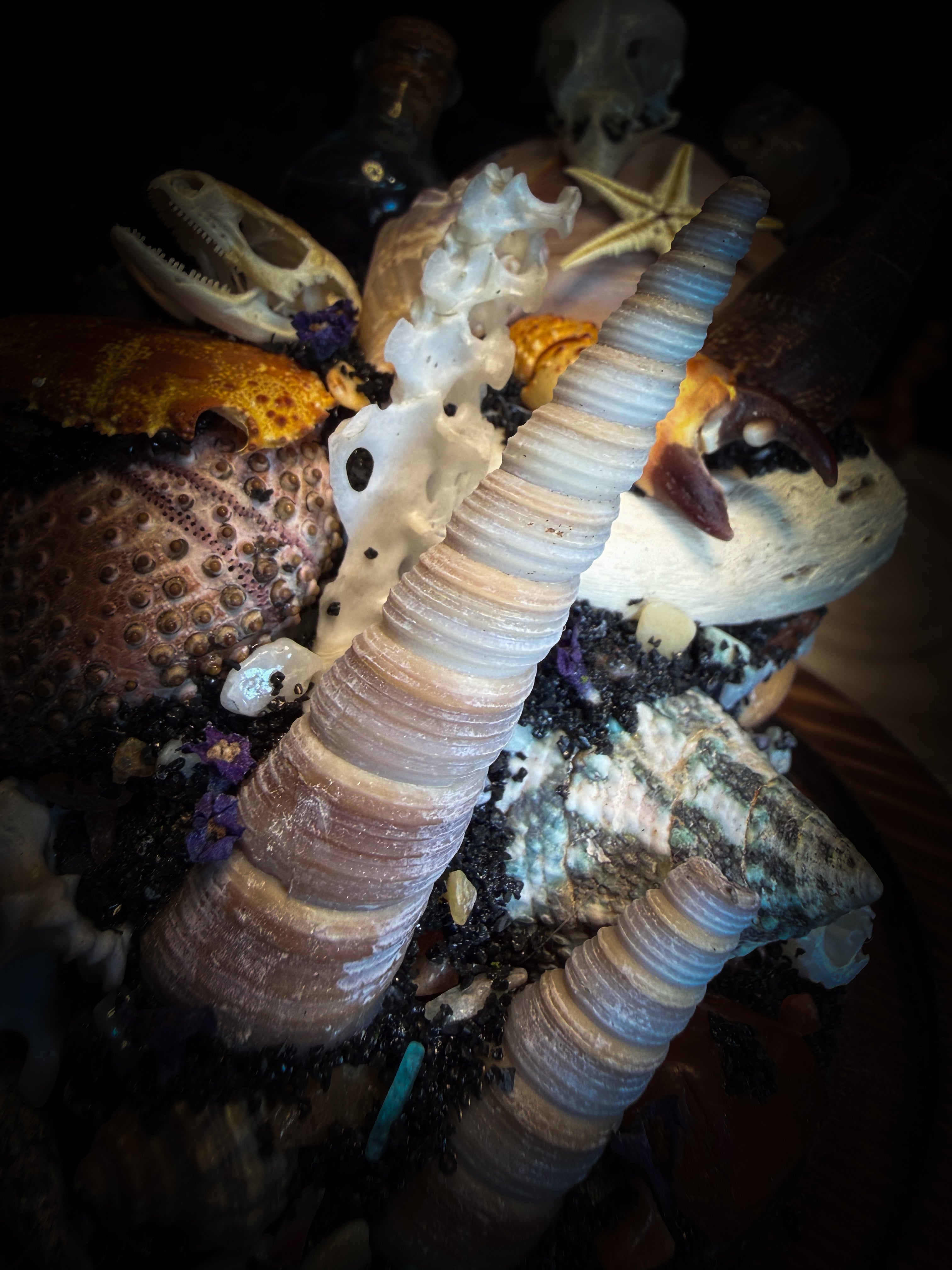 Mare Obscurum — handcrafted gothic sea reliquary dome with rare violet sea urchin, bird skull and shells — dark decor by Morbid Oddities