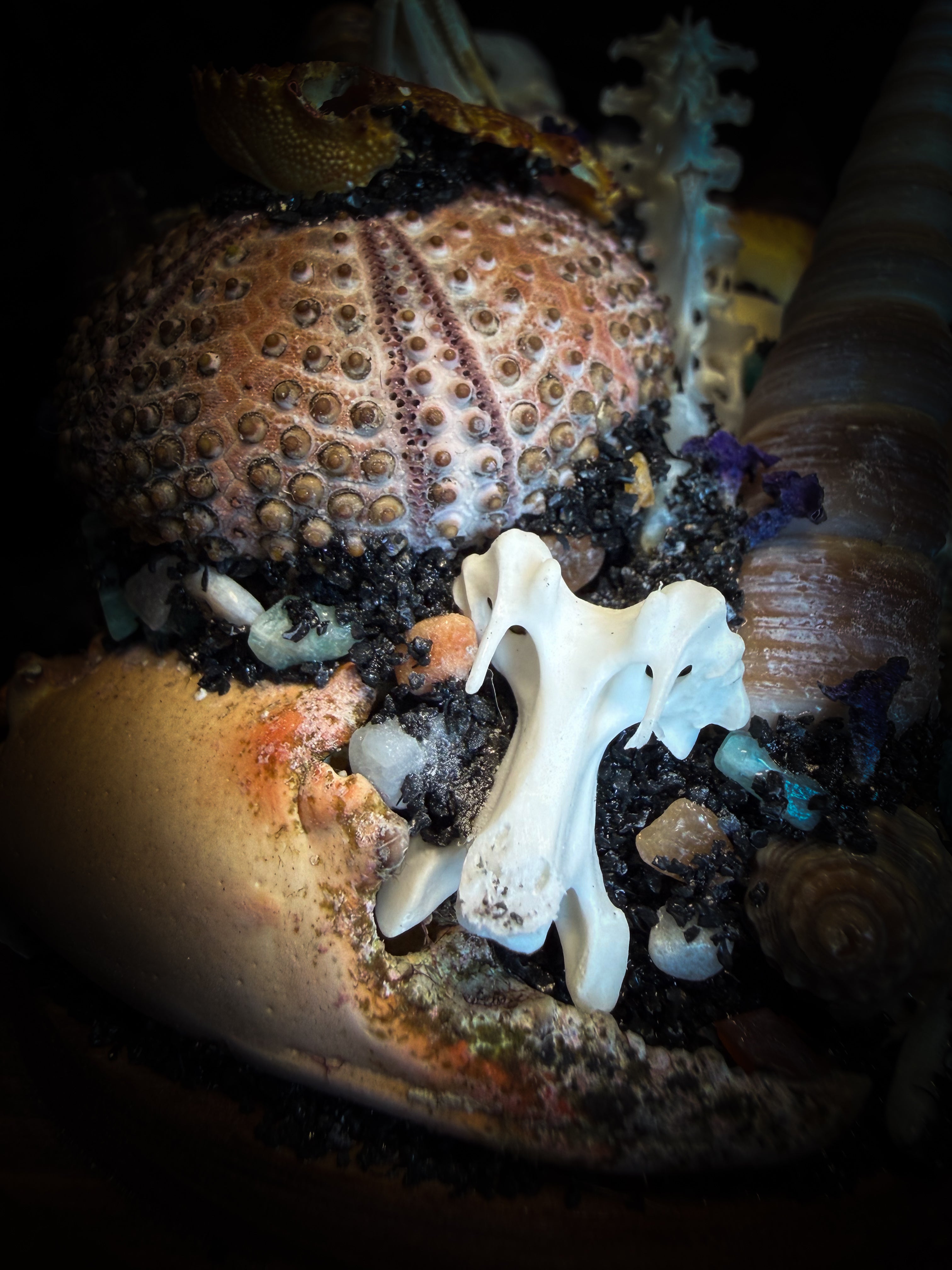Mare Obscurum — handcrafted gothic sea reliquary dome with rare violet sea urchin, bird skull and shells — dark decor by Morbid Oddities