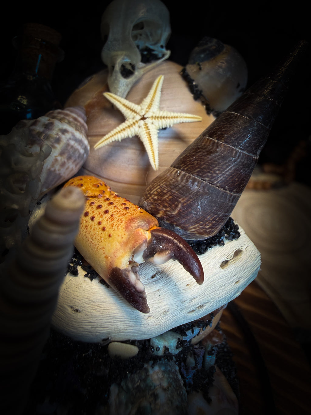 Mare Obscurum — handcrafted gothic sea reliquary dome with rare violet sea urchin, bird skull and shells — dark decor by Morbid Oddities