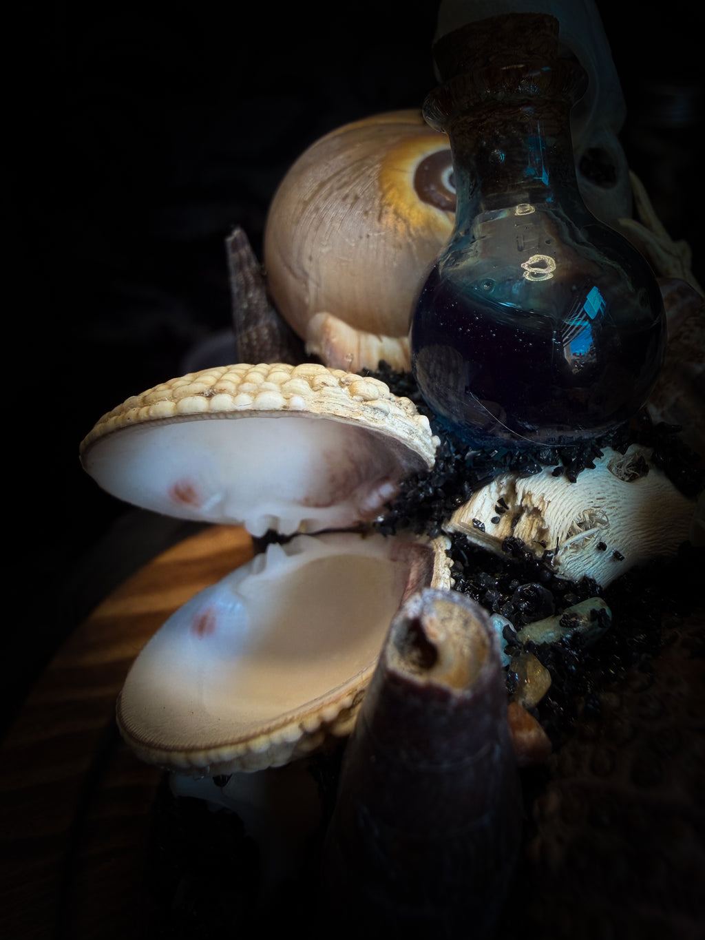 Mare Obscurum — handcrafted gothic sea reliquary dome with rare violet sea urchin, bird skull and shells — dark decor by Morbid Oddities