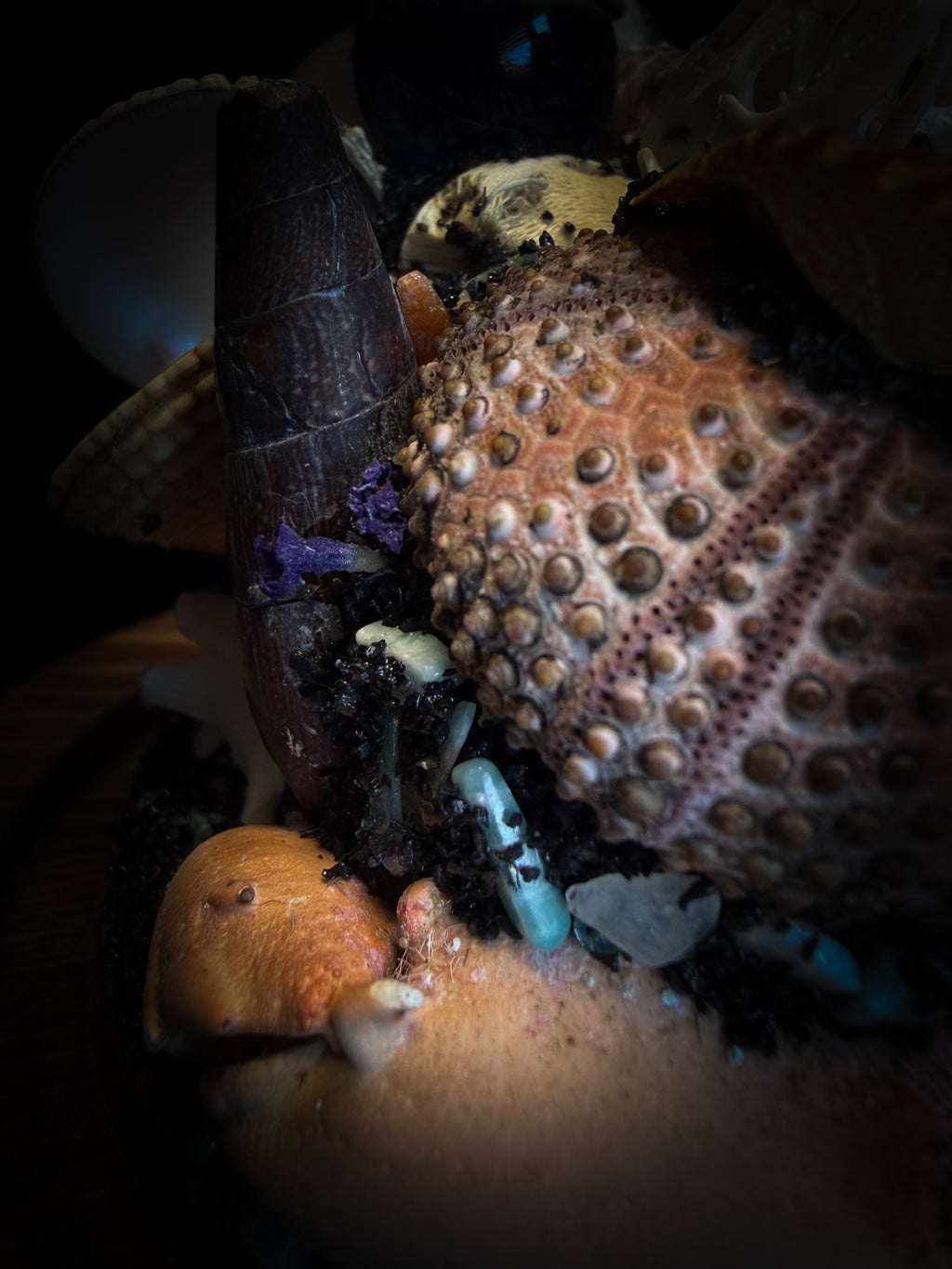 Mare Obscurum — handcrafted gothic sea reliquary dome with rare violet sea urchin, bird skull and shells — dark decor by Morbid Oddities