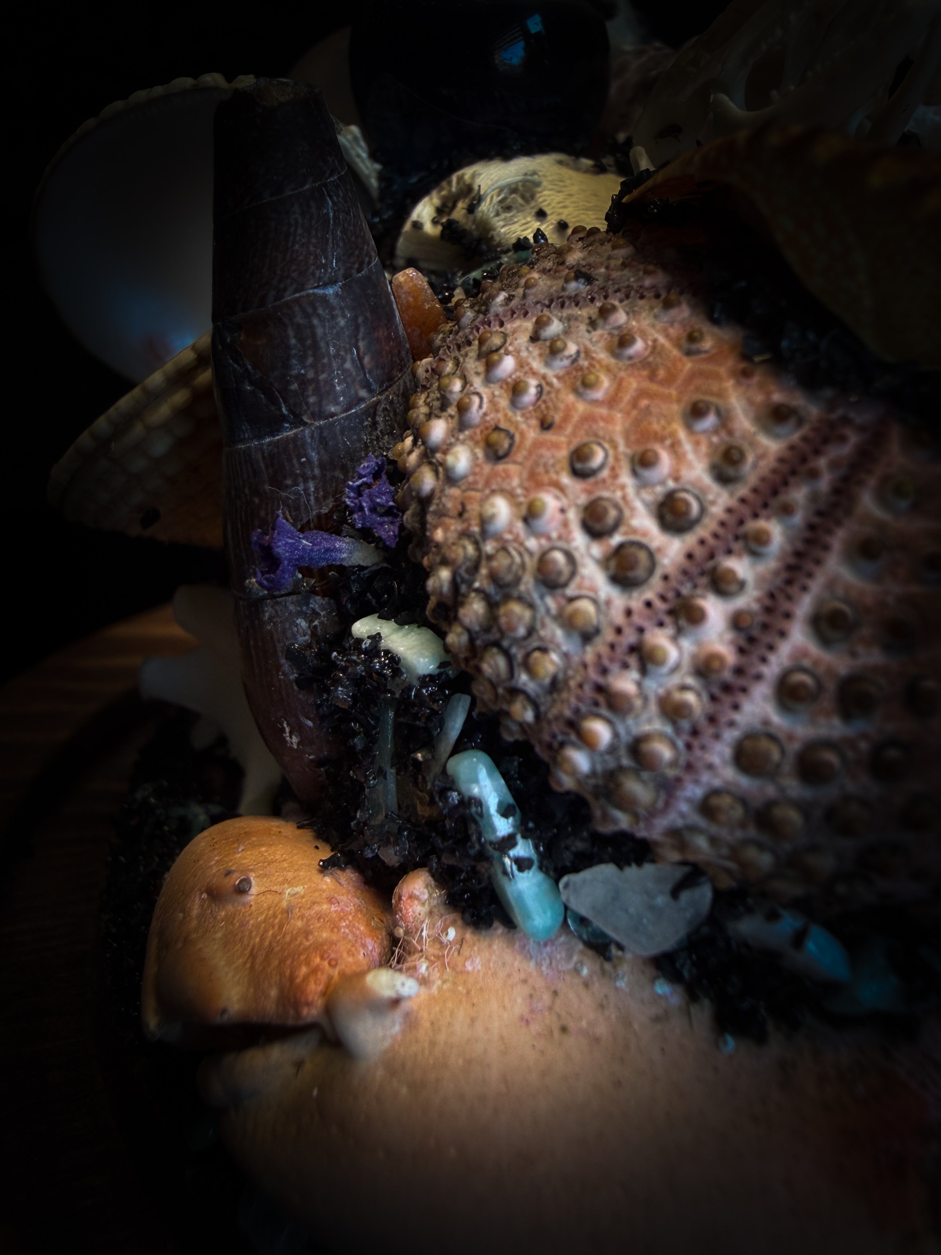 Mare Obscurum — handcrafted gothic sea reliquary dome with rare violet sea urchin, bird skull and shells — dark decor by Morbid Oddities