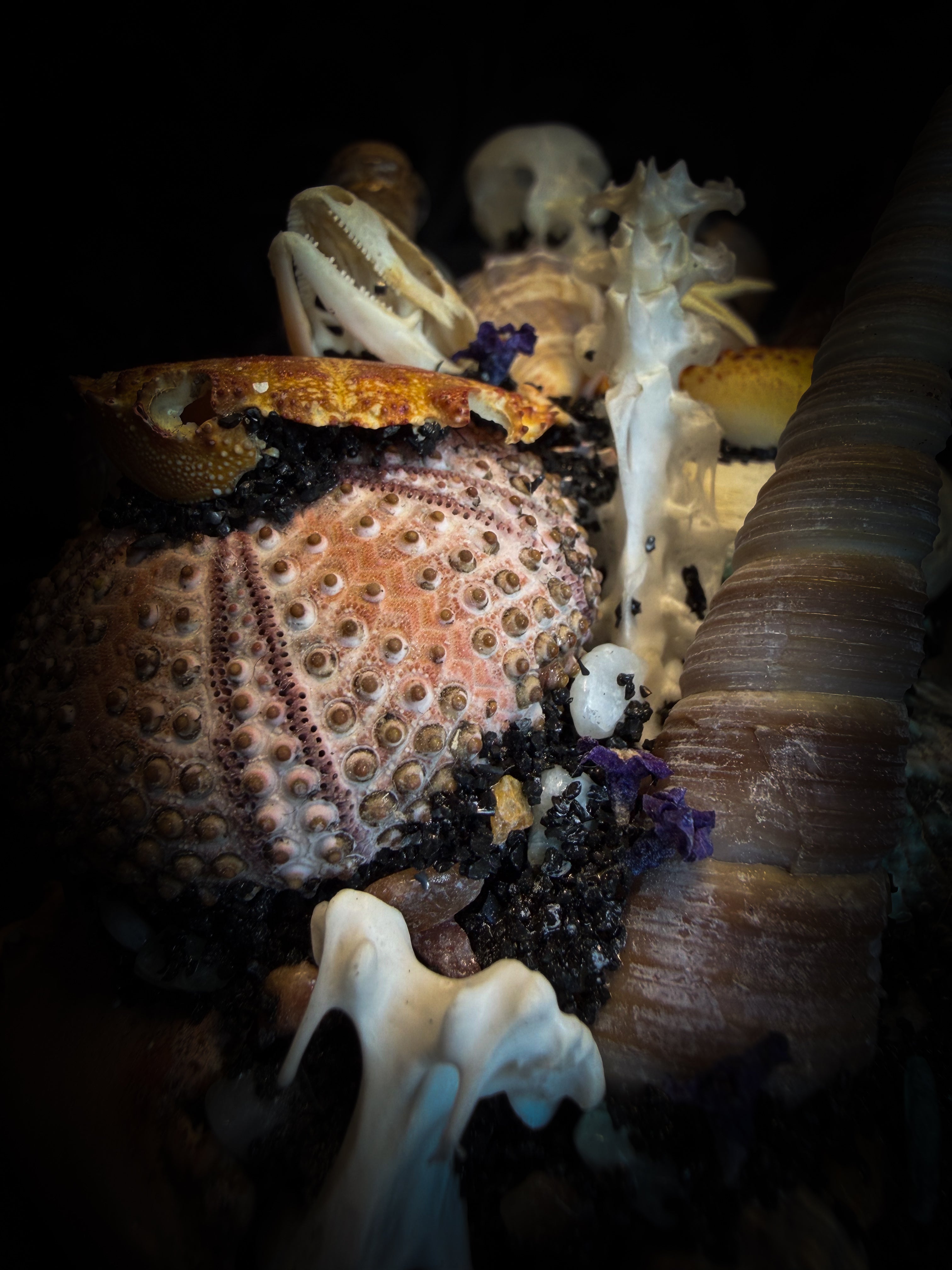 Mare Obscurum — handcrafted gothic sea reliquary dome with rare violet sea urchin, bird skull and shells — dark decor by Morbid Oddities
