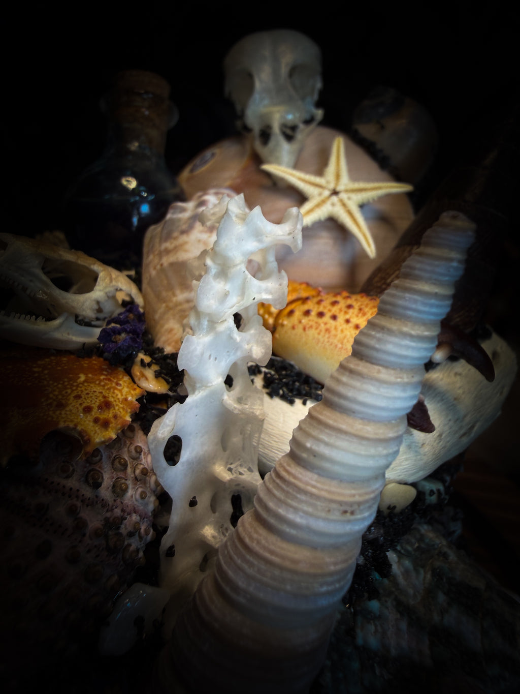 Mare Obscurum — handcrafted gothic sea reliquary dome with rare violet sea urchin, bird skull and shells — dark decor by Morbid Oddities