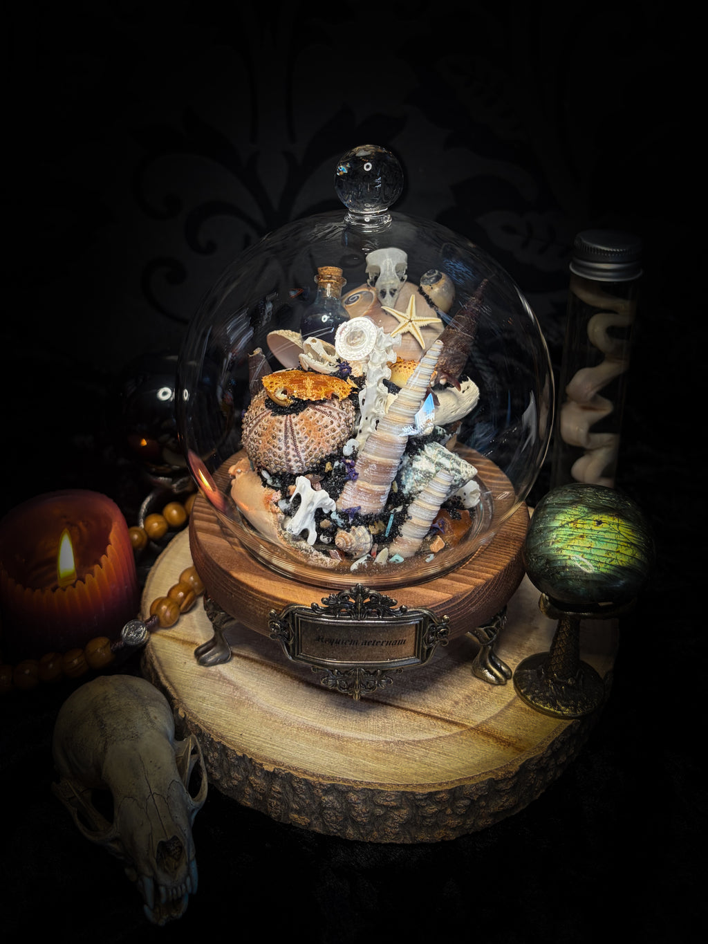 Mare Obscurum — handcrafted gothic sea reliquary dome with rare violet sea urchin, bird skull and shells — dark decor by Morbid Oddities