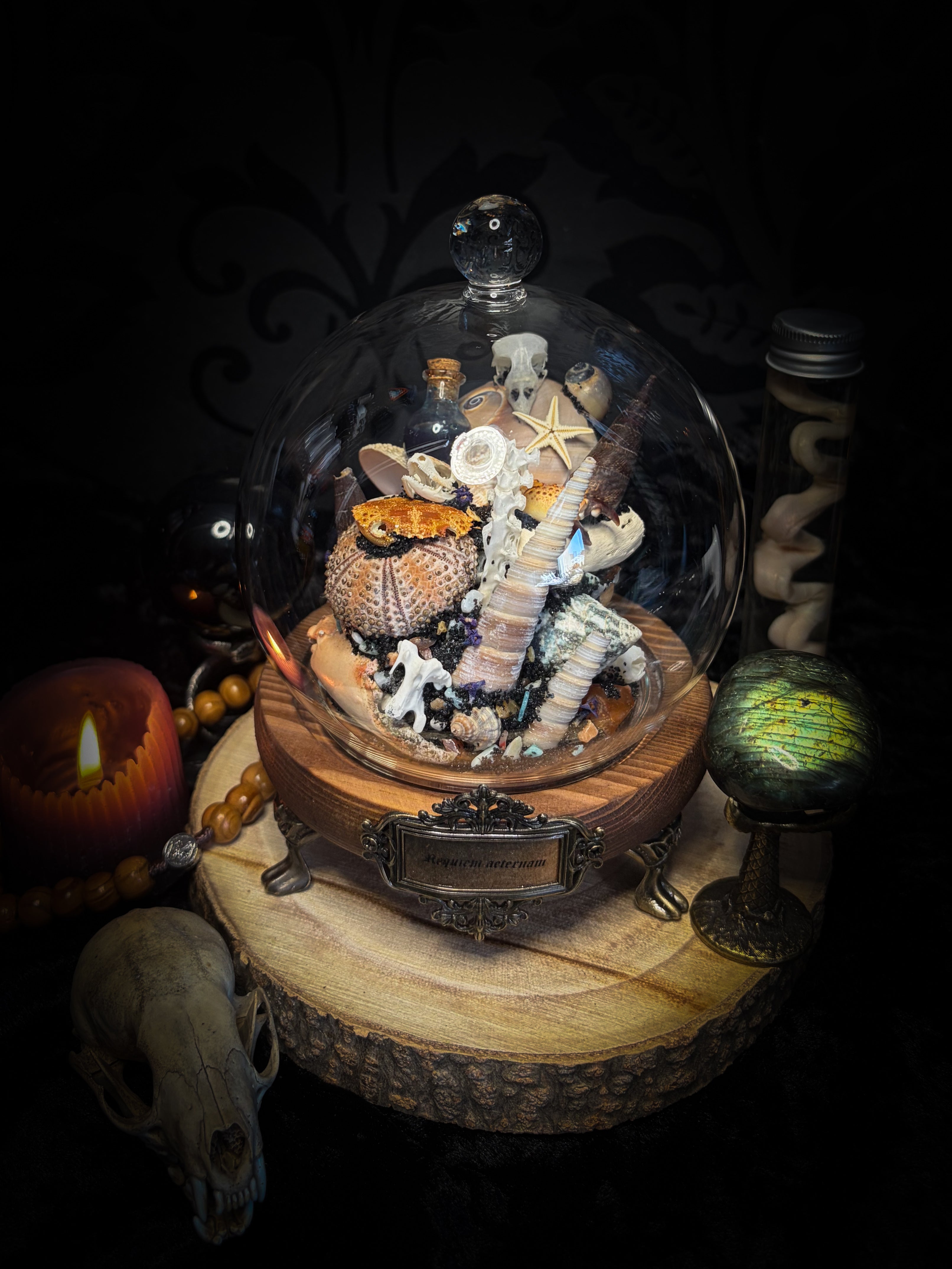 Mare Obscurum — handcrafted gothic sea reliquary dome with rare violet sea urchin, bird skull and shells — dark decor by Morbid Oddities