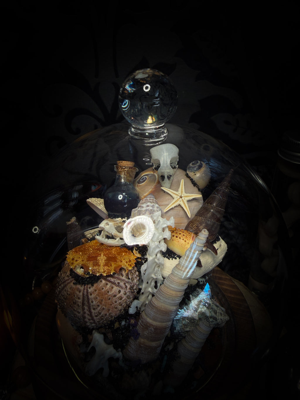 Mare Obscurum — handcrafted gothic sea reliquary dome with rare violet sea urchin, bird skull and shells — dark decor by Morbid Oddities