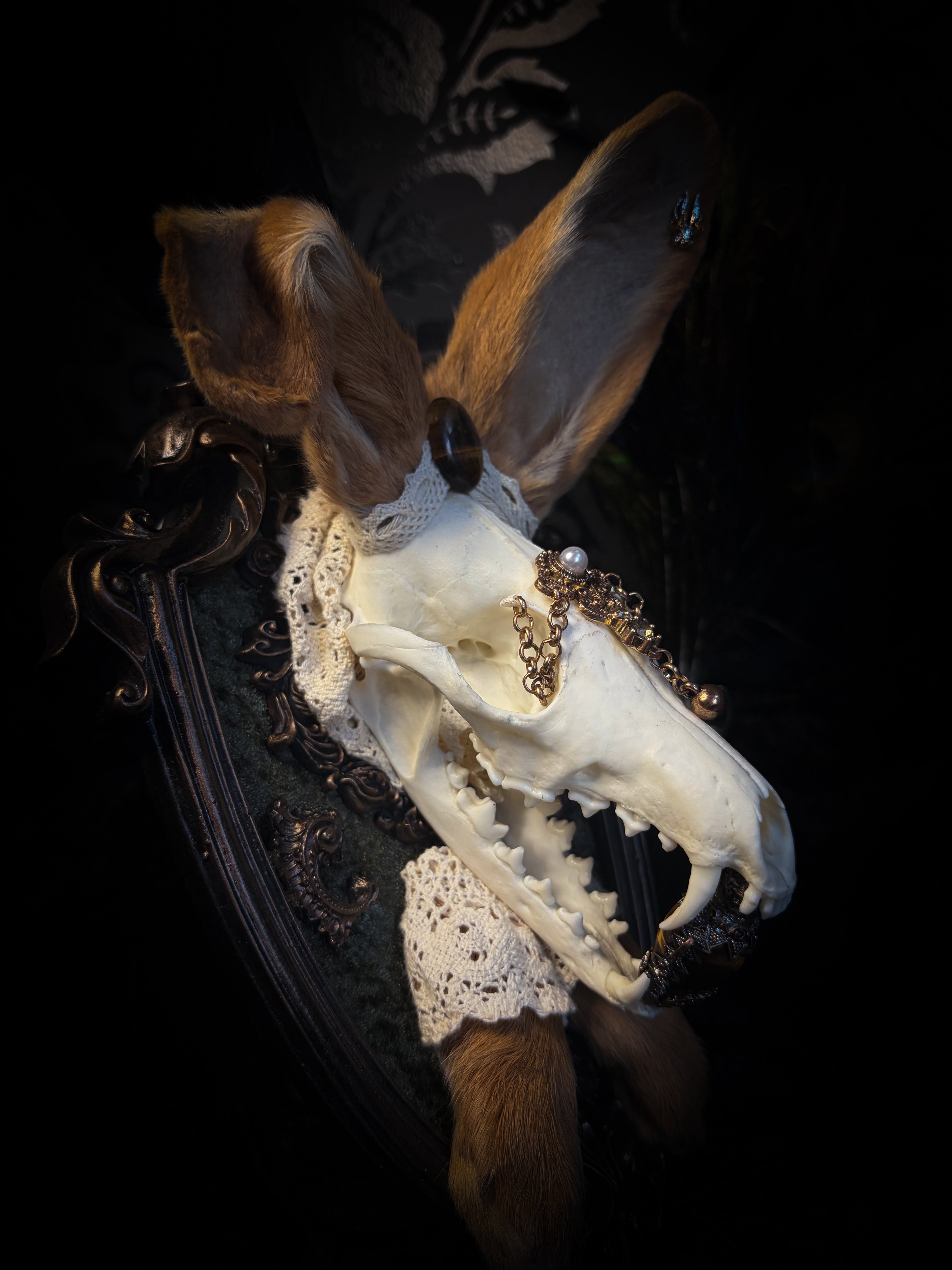 Foxy Bunny whimsical shadowbox — fox skull with rabbit fur ears, rabbit paws, lace collar, tiger's eye and ornate dark frame