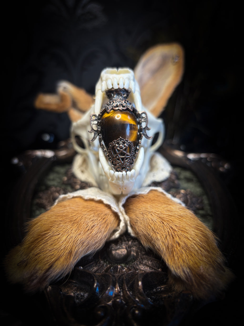 Foxy Bunny whimsical shadowbox — fox skull with rabbit fur ears, rabbit paws, lace collar, tiger's eye and ornate dark frame