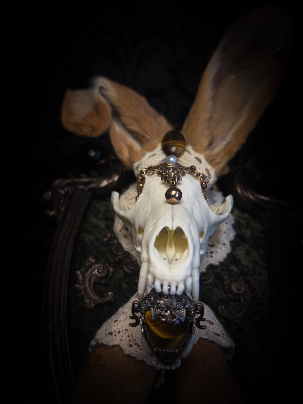 Foxy Bunny whimsical shadowbox — fox skull with rabbit fur ears, rabbit paws, lace collar, tiger's eye and ornate dark frame