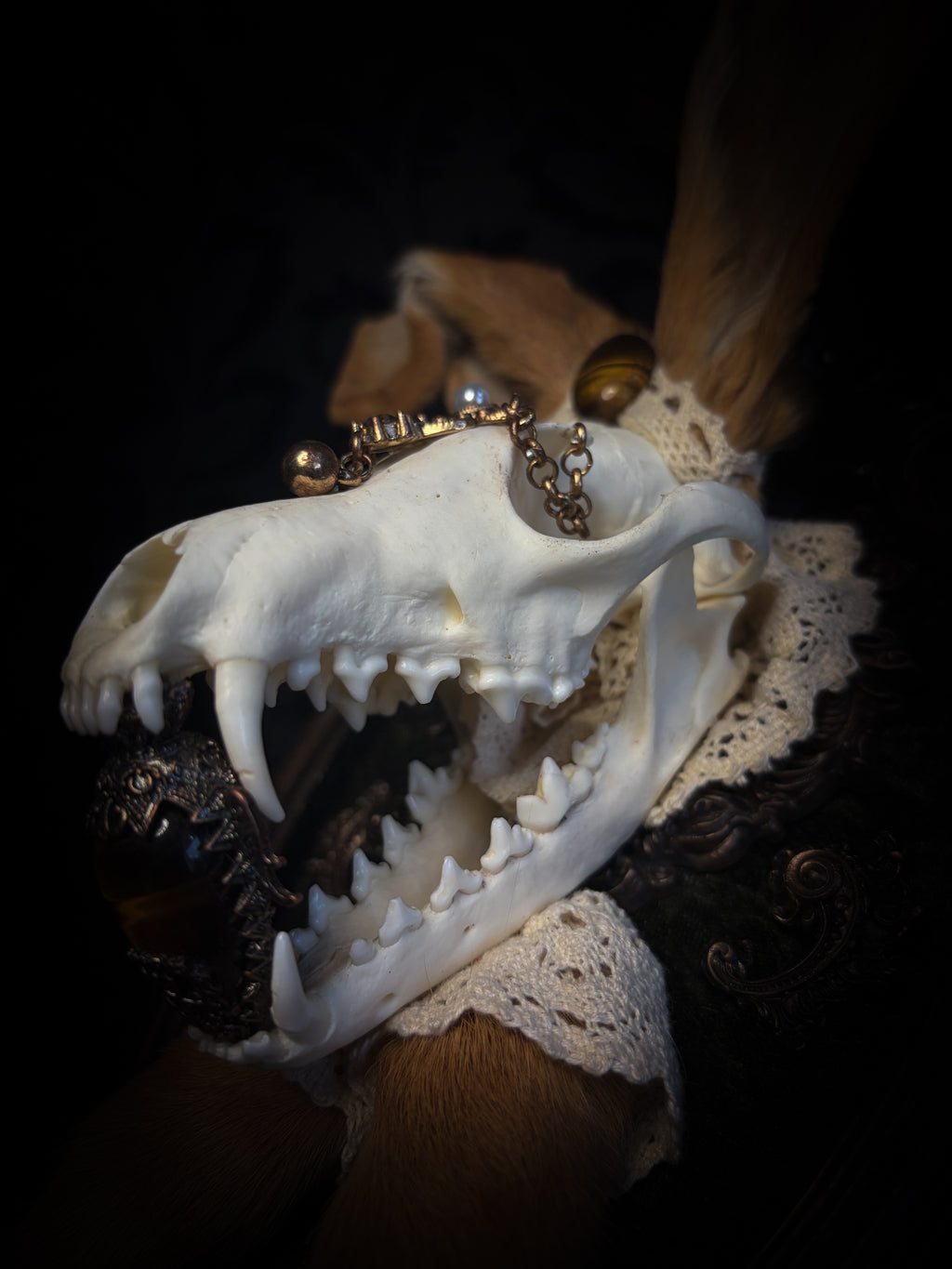 Foxy Bunny whimsical shadowbox — fox skull with rabbit fur ears, rabbit paws, lace collar, tiger's eye and ornate dark frame