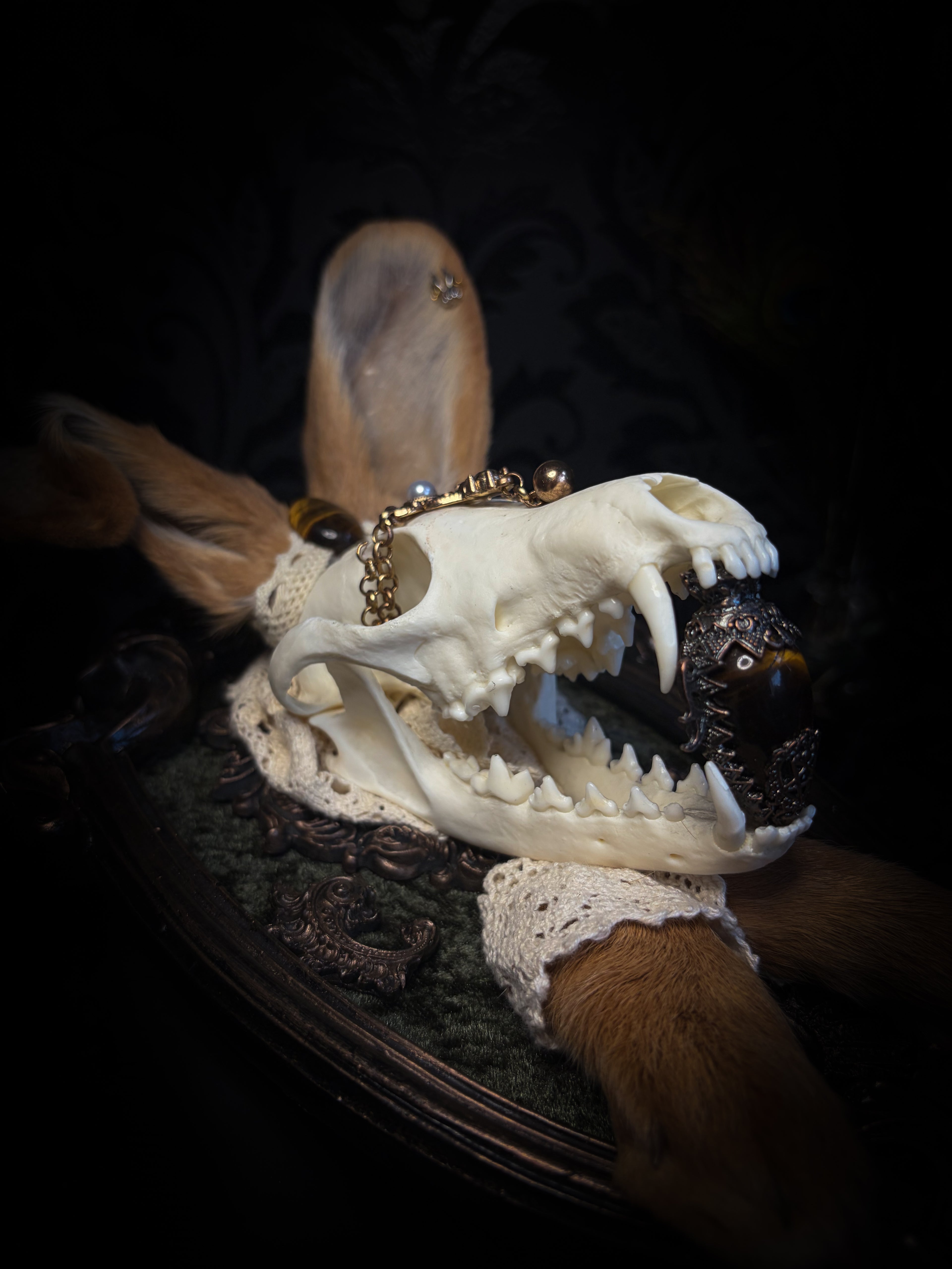 Foxy Bunny whimsical shadowbox — fox skull with rabbit fur ears, rabbit paws, lace collar, tiger's eye and ornate dark frame
