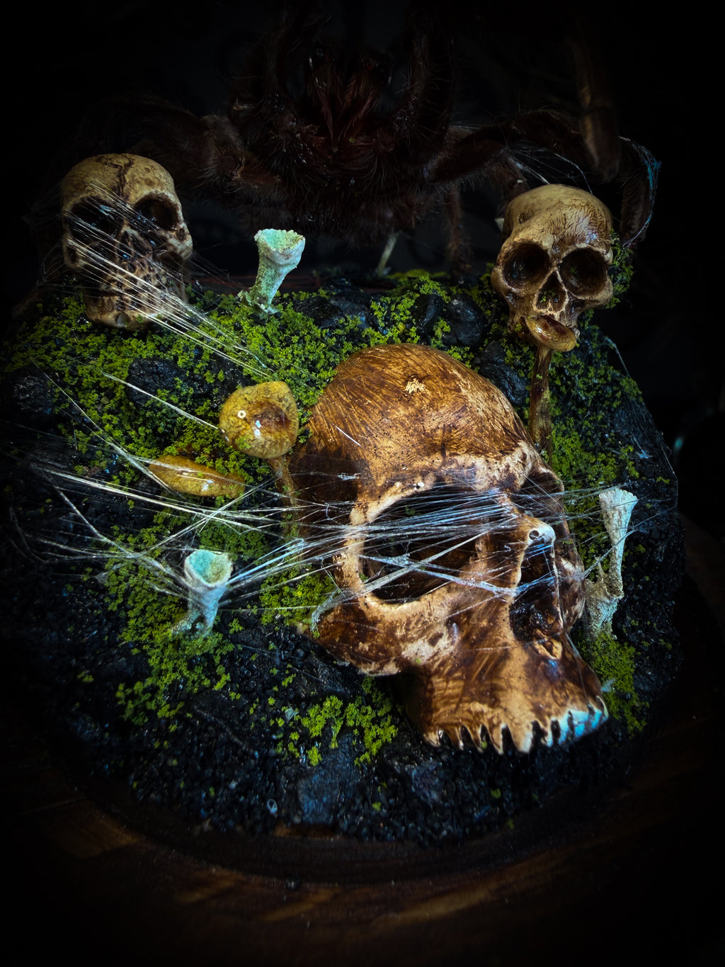 Handmade gothic tarantula glass dome with preserved Eurypelma spinicrus, skulls, moss, fungi and occult elements | Morbid Oddities