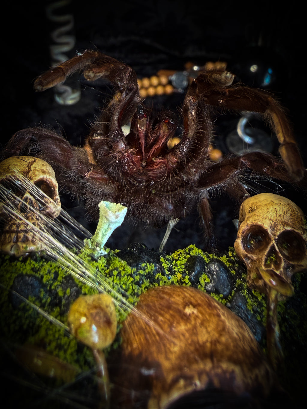 Handmade gothic tarantula glass dome with preserved Eurypelma spinicrus, skulls, moss, fungi and occult elements | Morbid Oddities