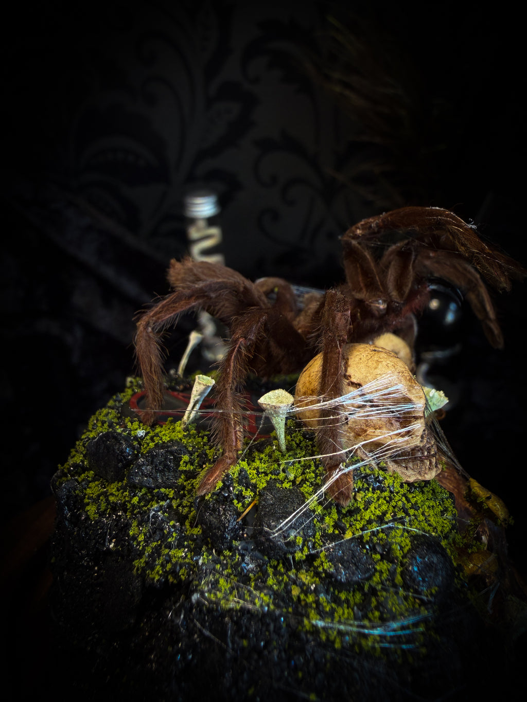 Handmade gothic tarantula glass dome with preserved Eurypelma spinicrus, skulls, moss, fungi and occult elements | Morbid Oddities